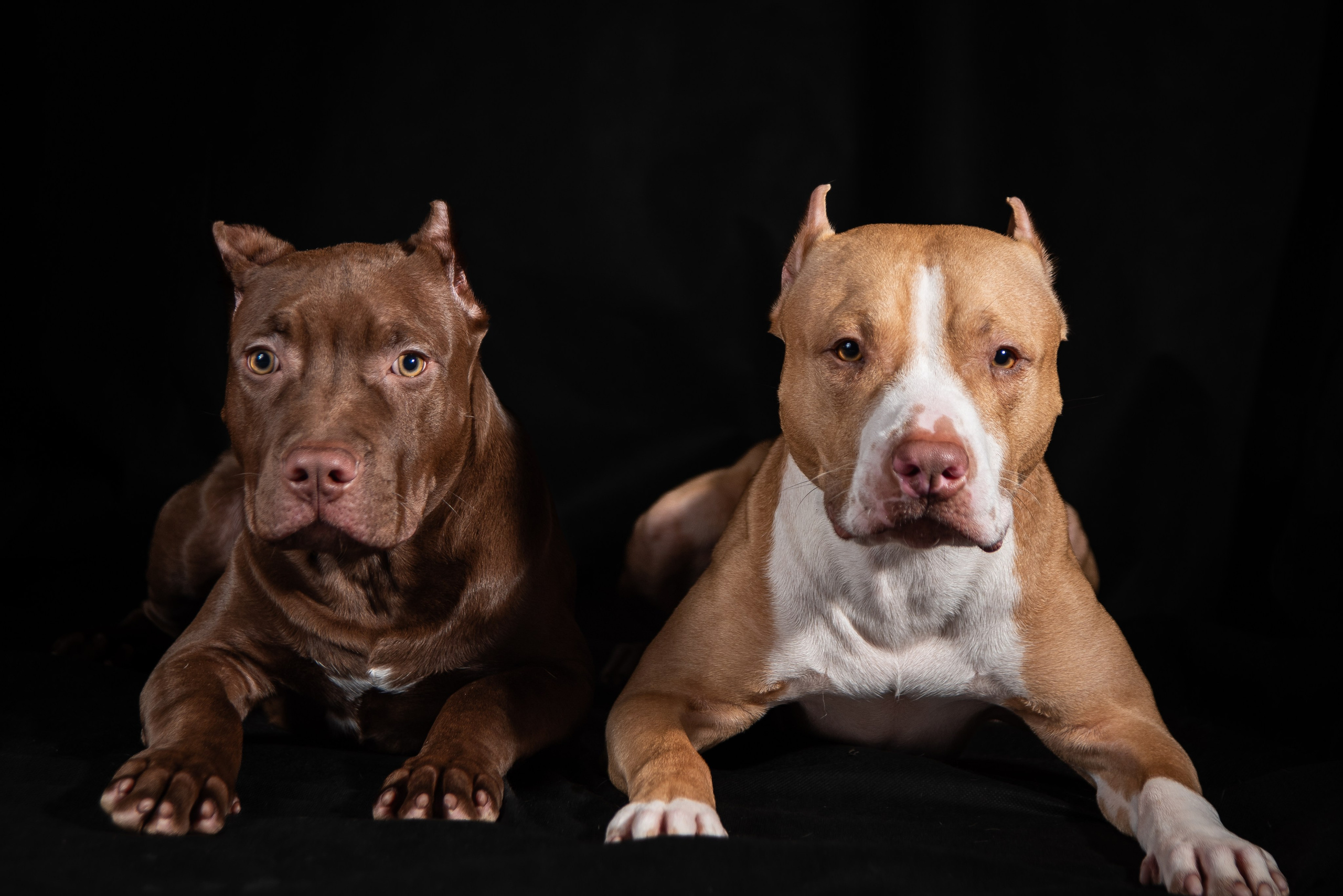 Фотосессия собак на чёрном фоне. Фотограф Макс Огурцов в Нижнем Новгороде