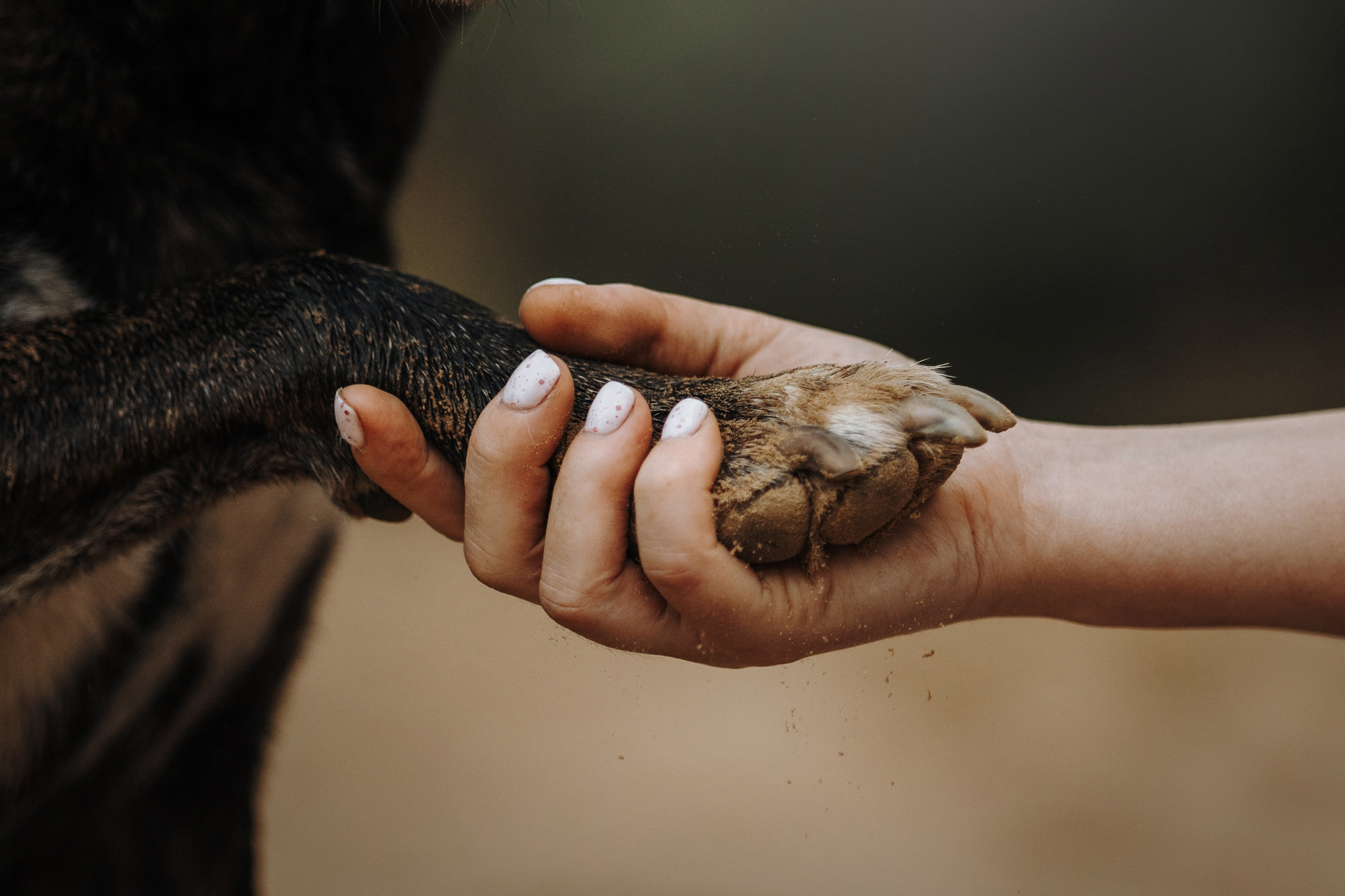 Любовь и ее хвостики. Фотограф — Анималист | Санкт-Петербург