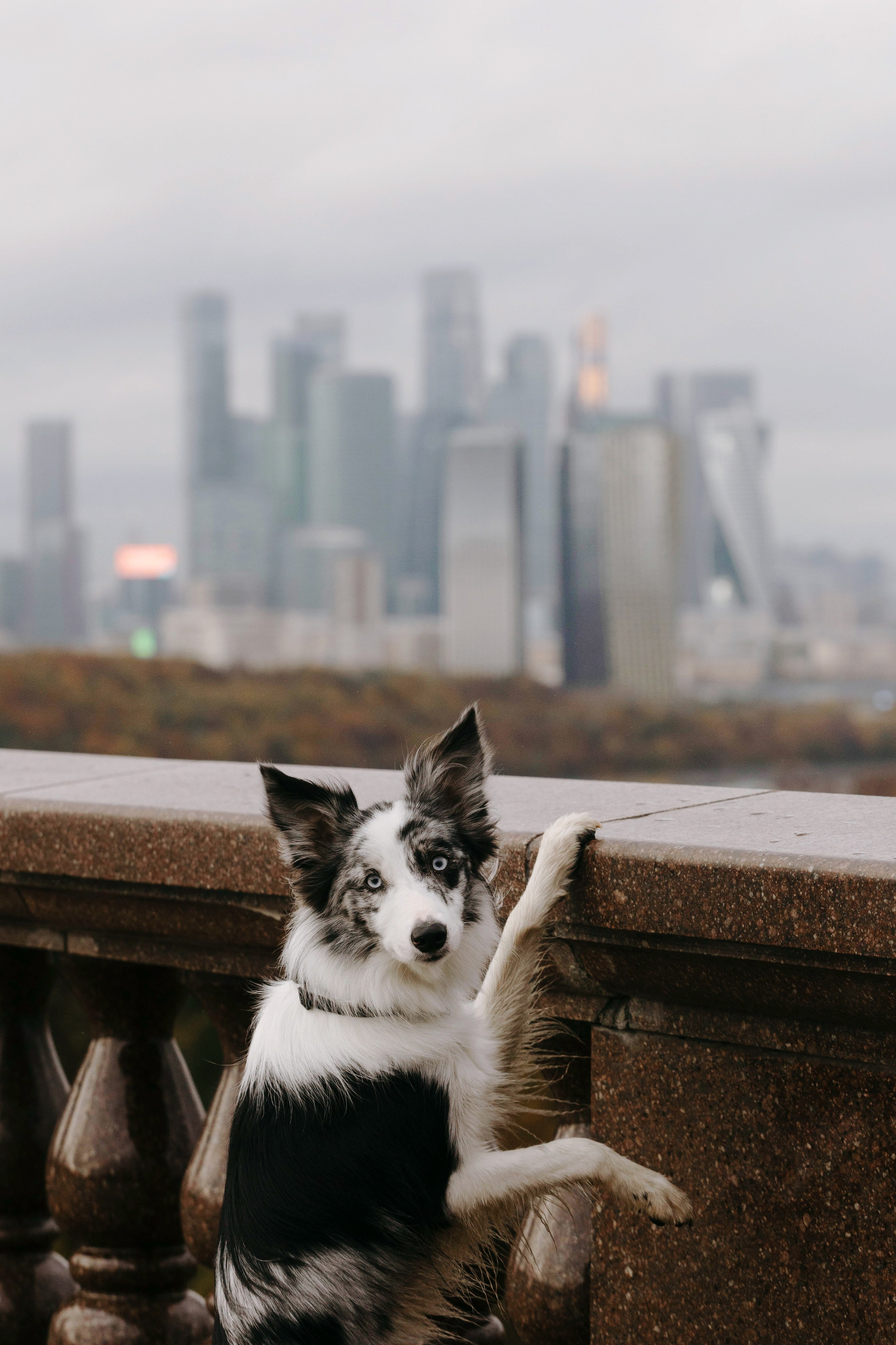 Москва / Настя и Рикотта. Фотограф Кузина Вера