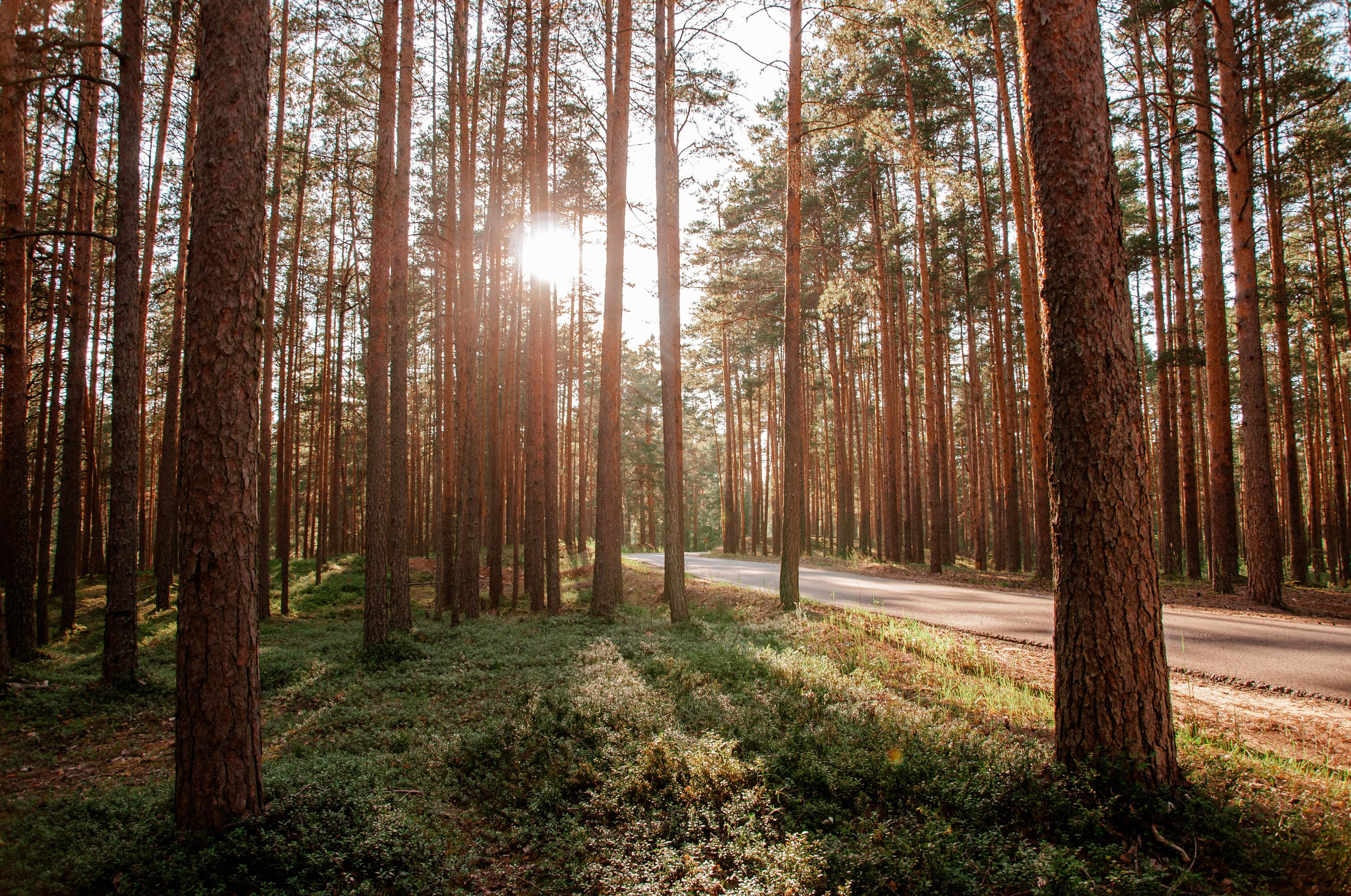 Семья. Свадебный Фотограф в Твери Анастасия Булкина