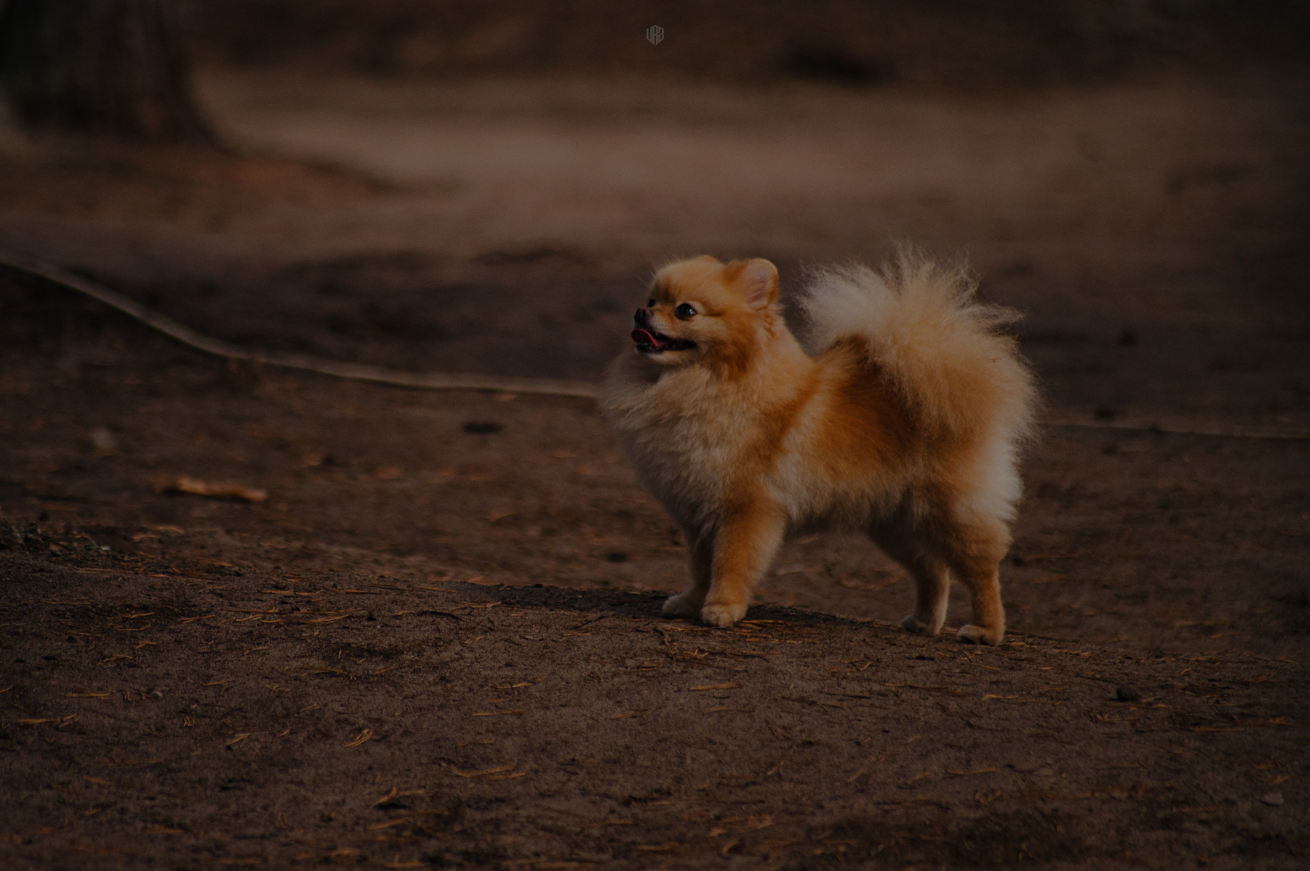 METADREAMS 2024. Контент фотограф Илья Урс
