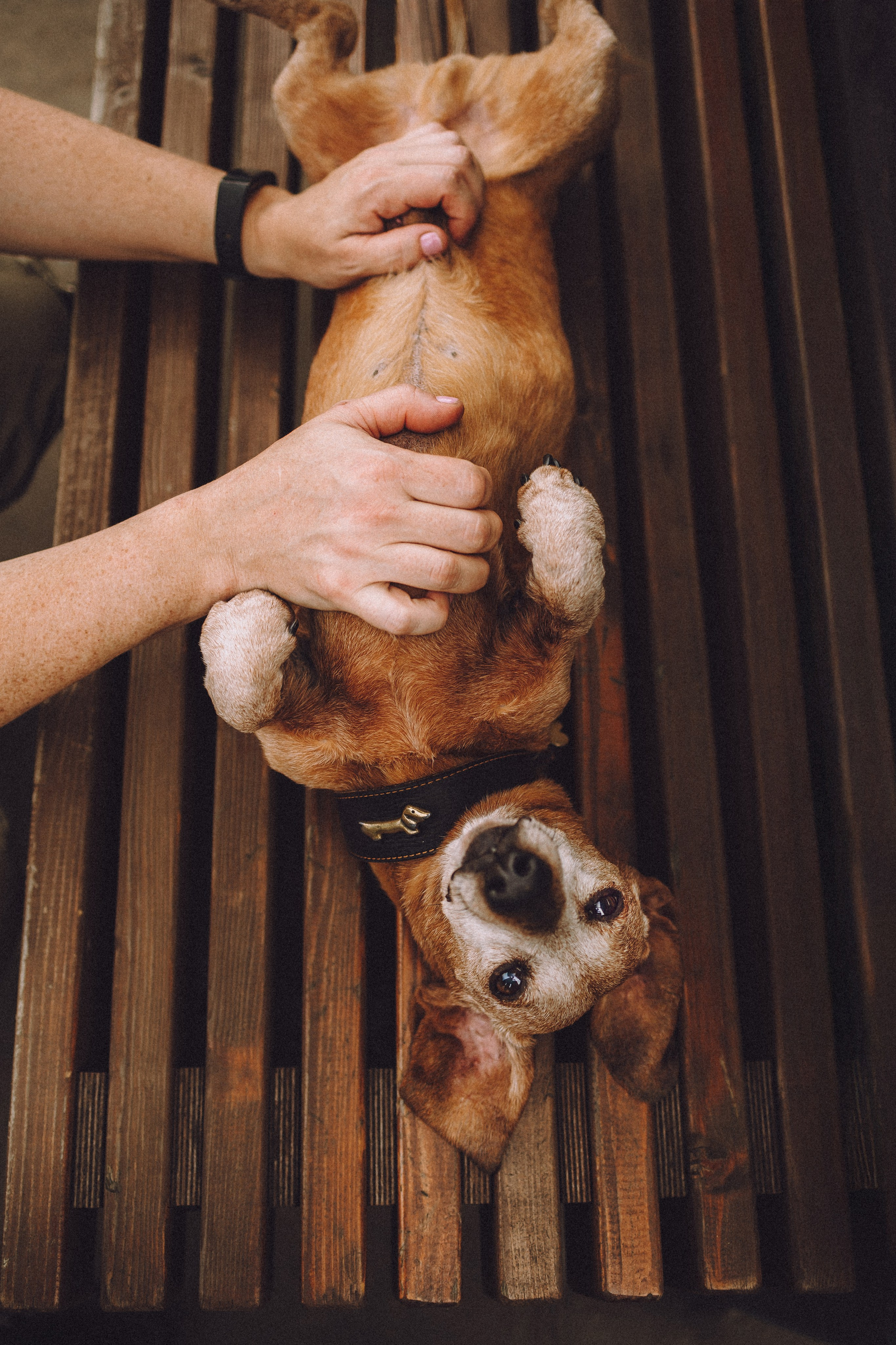 Груша, Данни, Фунтик и их семья