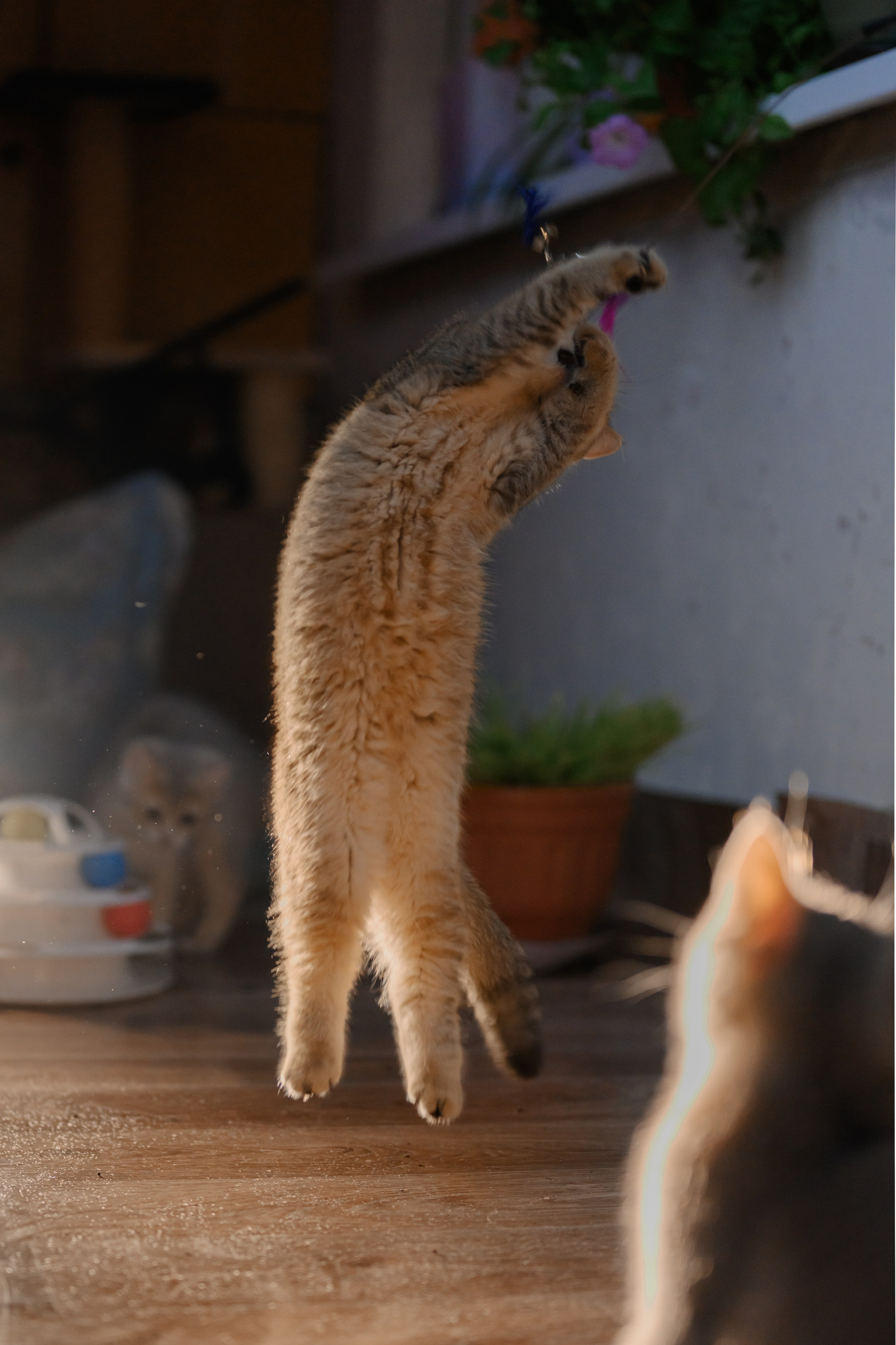 Питомник котят. Семейный фотограф и анималист в Москве и Московской области