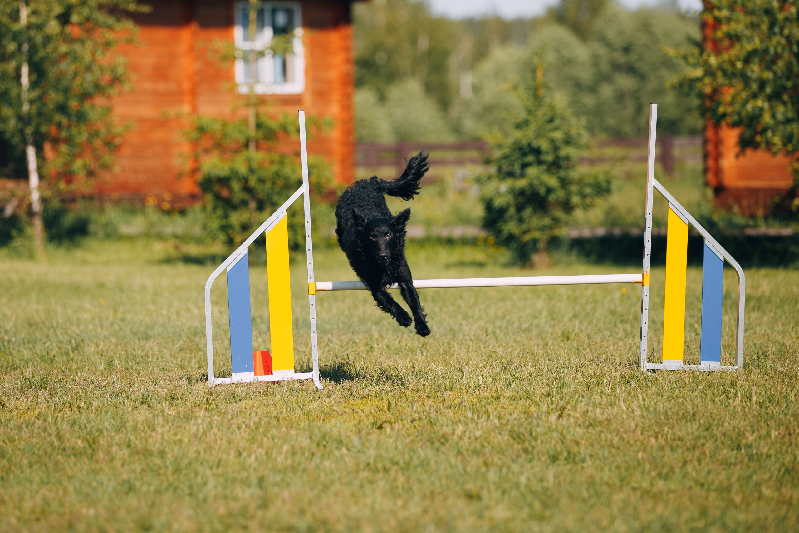 Кинологический лагерь в Горыныче. Фотограф анималист Кристина Карпова, Москва