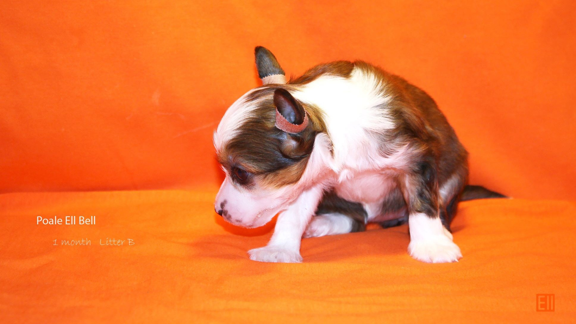 Litter B. Chinese Crested Dog Kennel Poale Ell