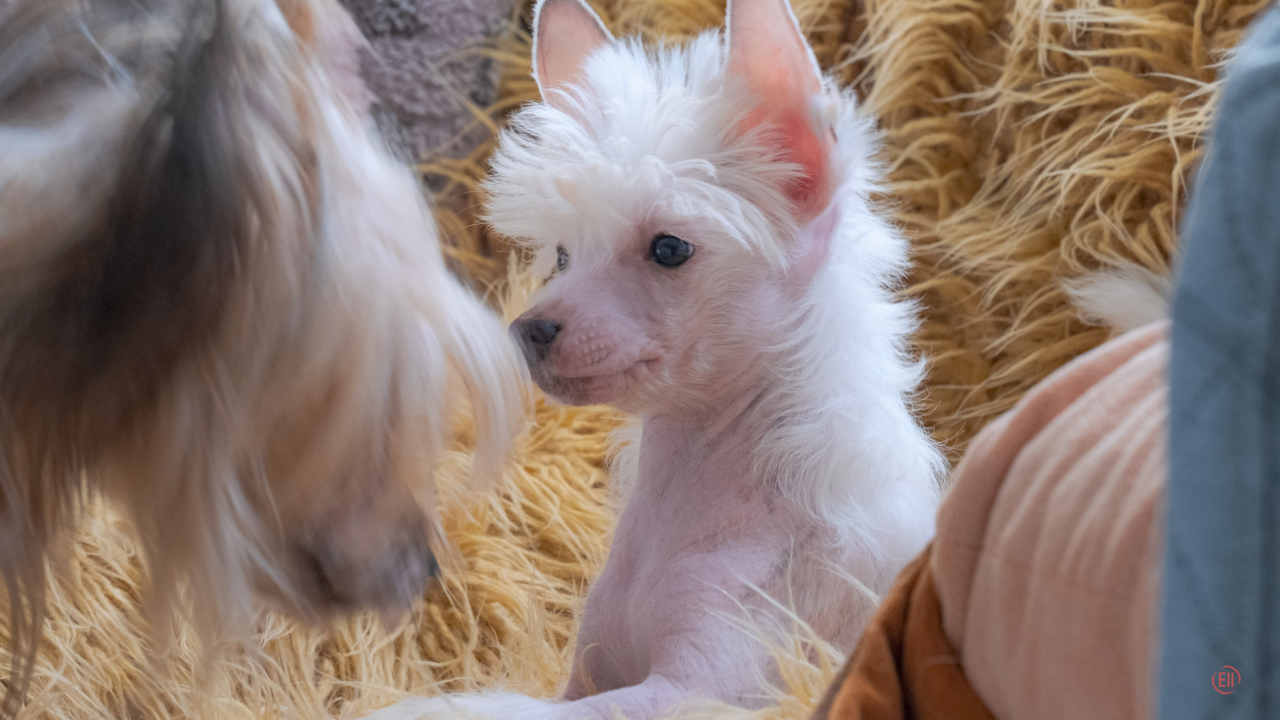 В гостях у питомника Show Galaktika. Питомник китайских хохлатых собак Poale Ell: купить щенка в питомнике