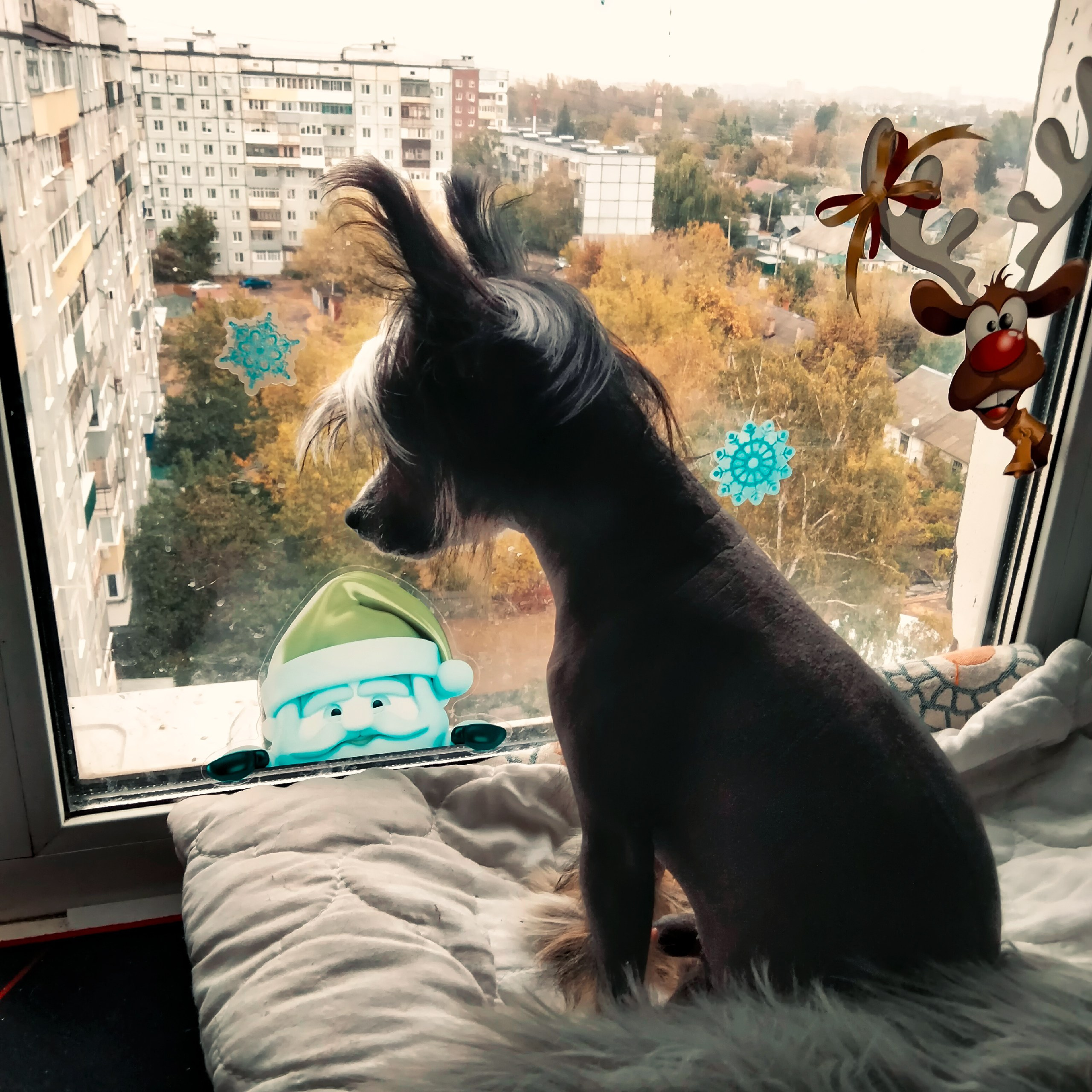 Vincent is 8.5 months old. We are not going for a walk today, it is raining today and I am wandering around the street with my eyes.