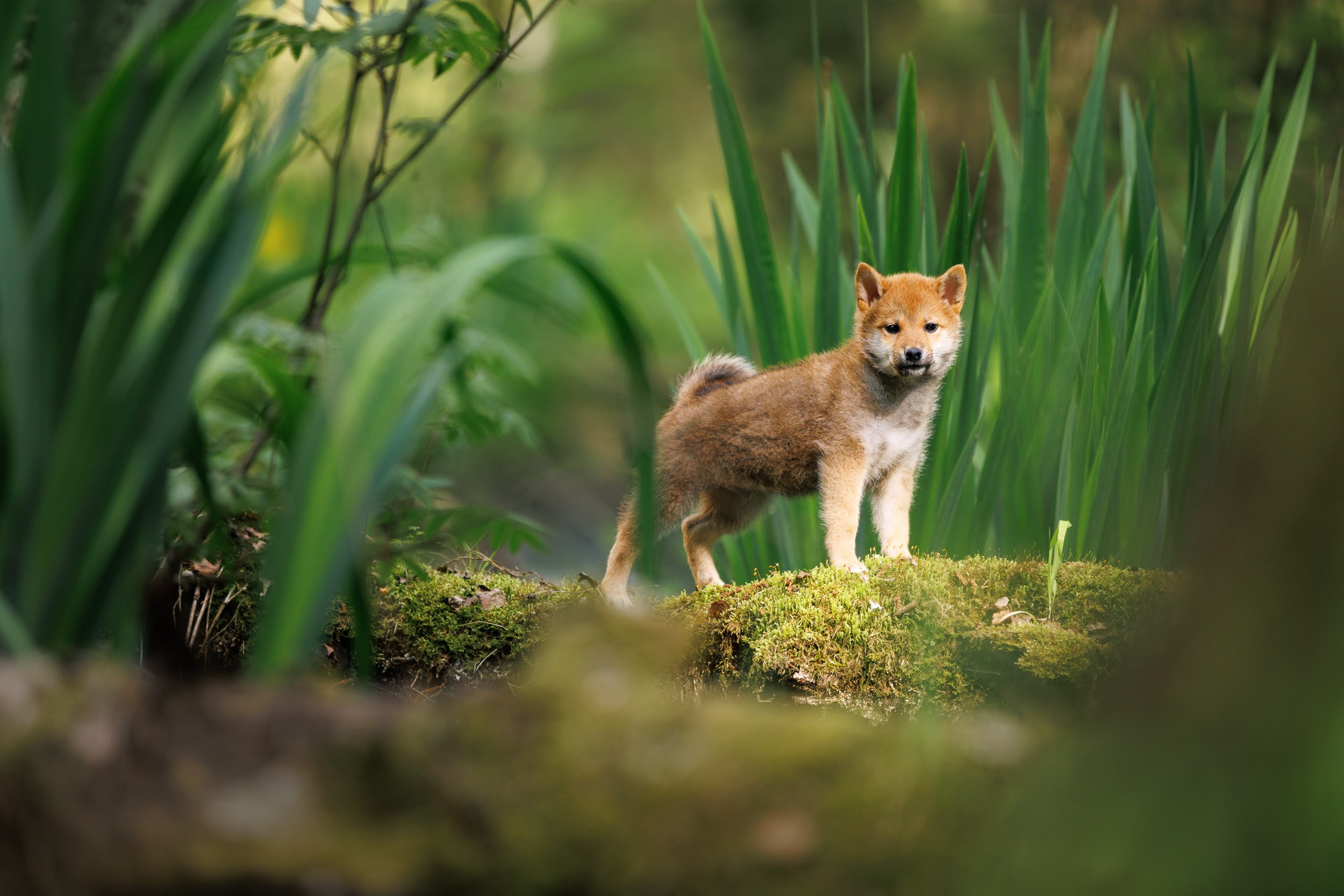 Фото щенков в Москве и Московской области. Фотограф-анималист в Москве и Московской области Татьяна Фролова