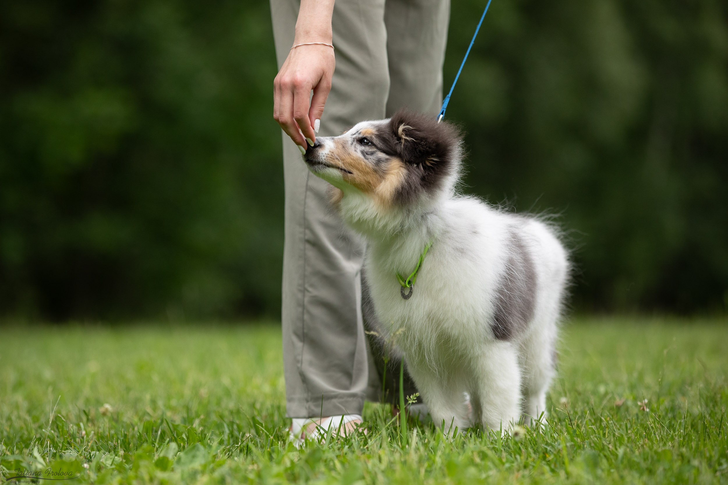 Репортаж с выводки молодняка колли/шелти в Ясенево. Фотограф-анималист в Москве и Московской области Татьяна Фролова