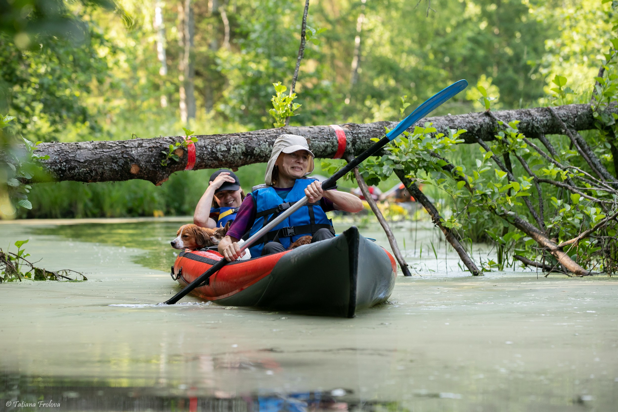 Фотоочет о сплаве на байдарках вместе с собаками. Фотограф-анималист в Москве и Московской области Татьяна Фролова