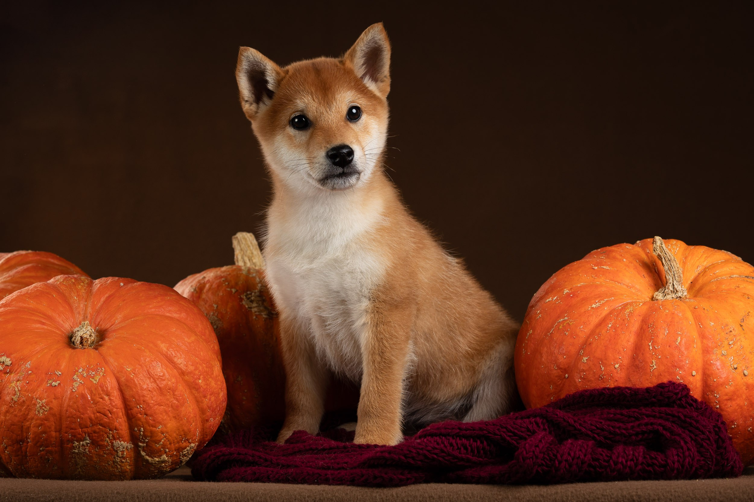 Съемка щенков на продажу с искусственным светом. Фотограф-анималист в Москве и Московской области Татьяна Фролова