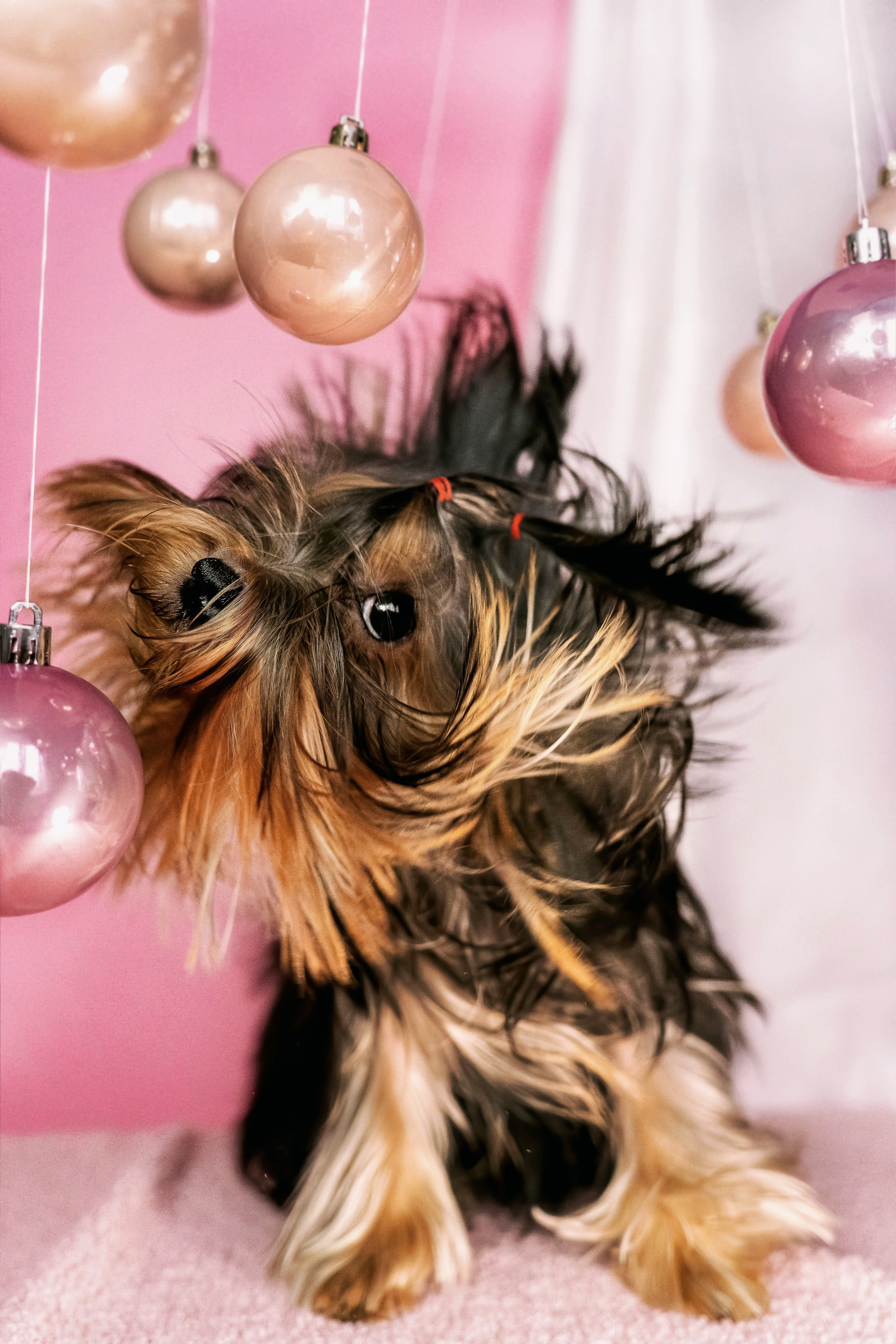 Малышка йорк Никуша. Семейный фотограф анималист г. Находка