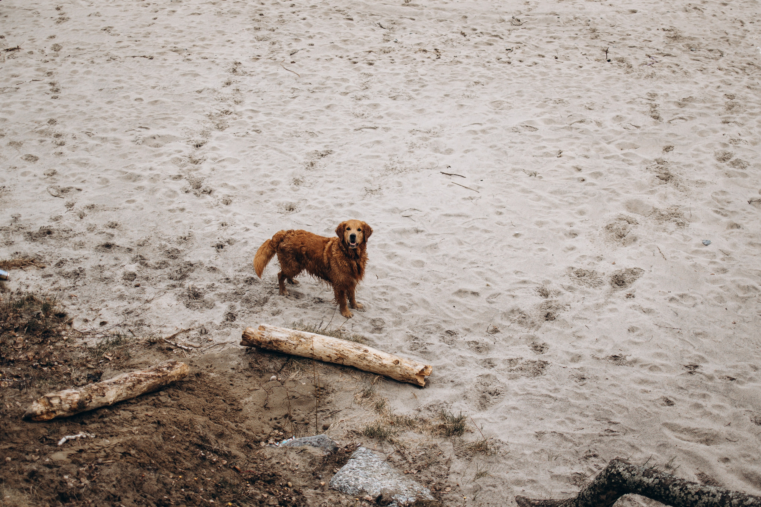 Юля и Максик. Фотограф — Анималист | Санкт-Петербург