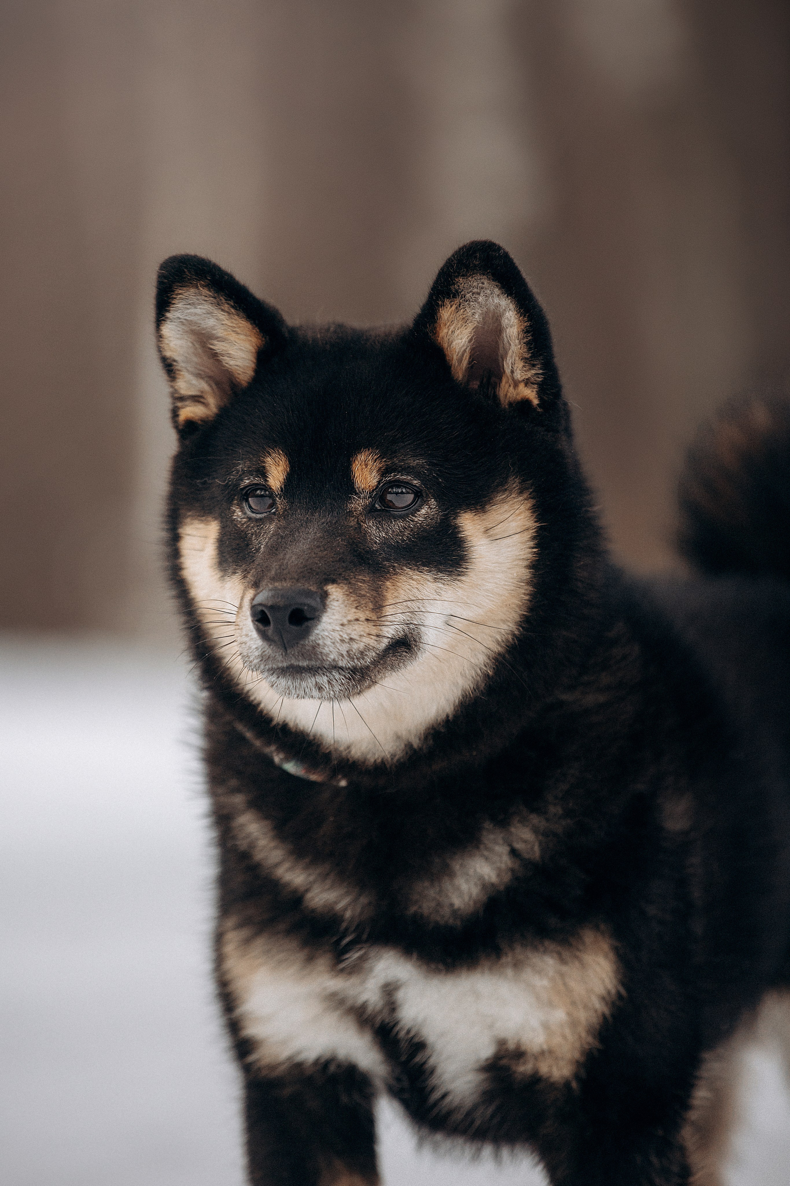 Дарья и Мики. Фотограф — Анималист | Санкт-Петербург