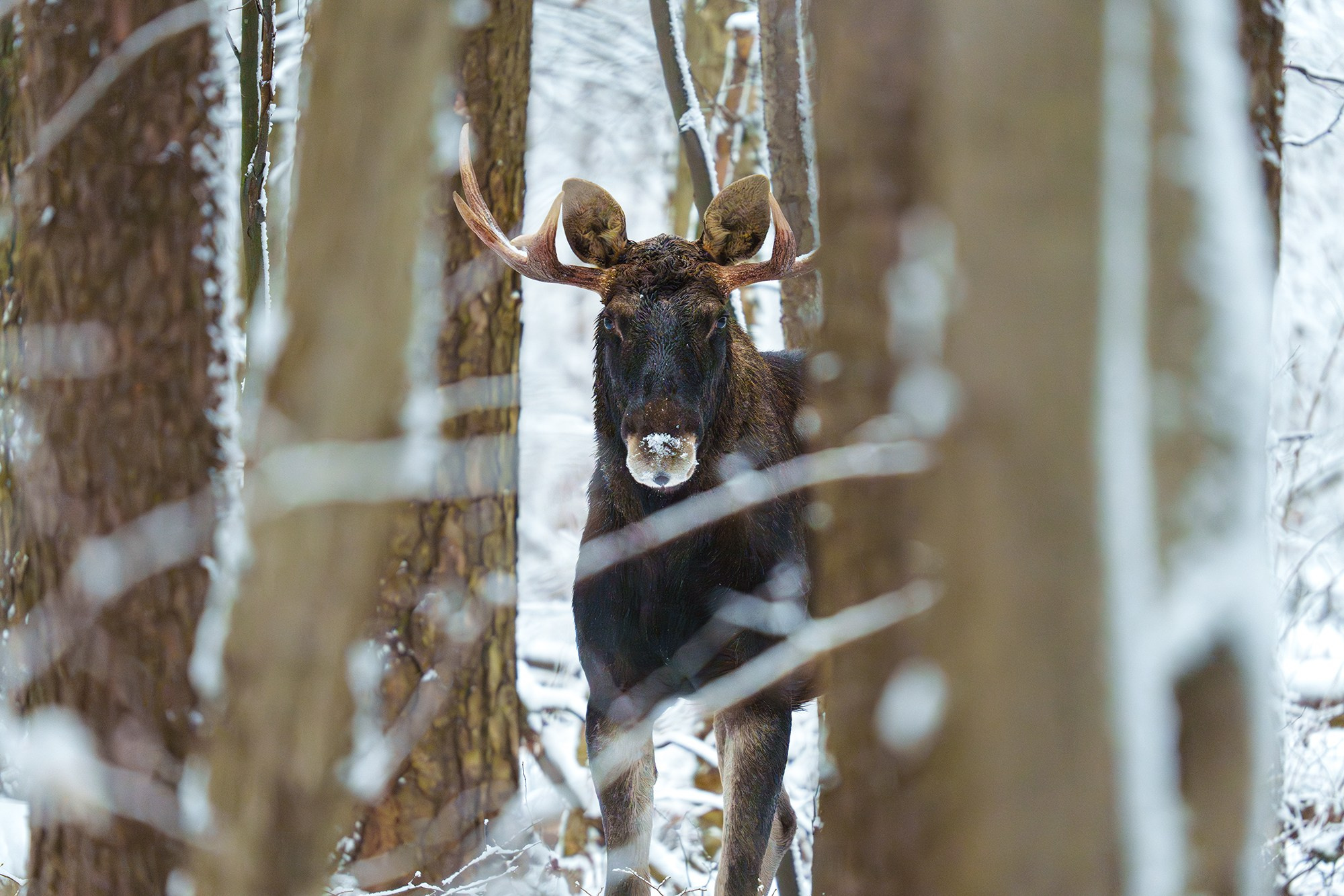 Животные. Ваш личный фотограф Марина Волкова