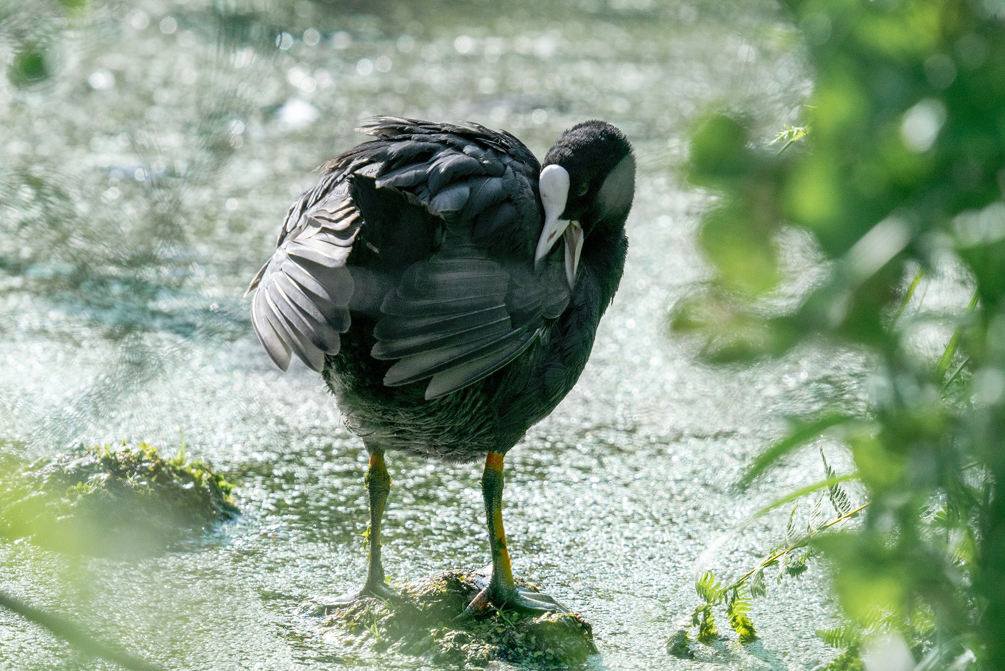 Удивительные мир птиц. Вокруг нас столько прекрасного — присмотритесь!. Ваш личный фотограф Марина Волкова