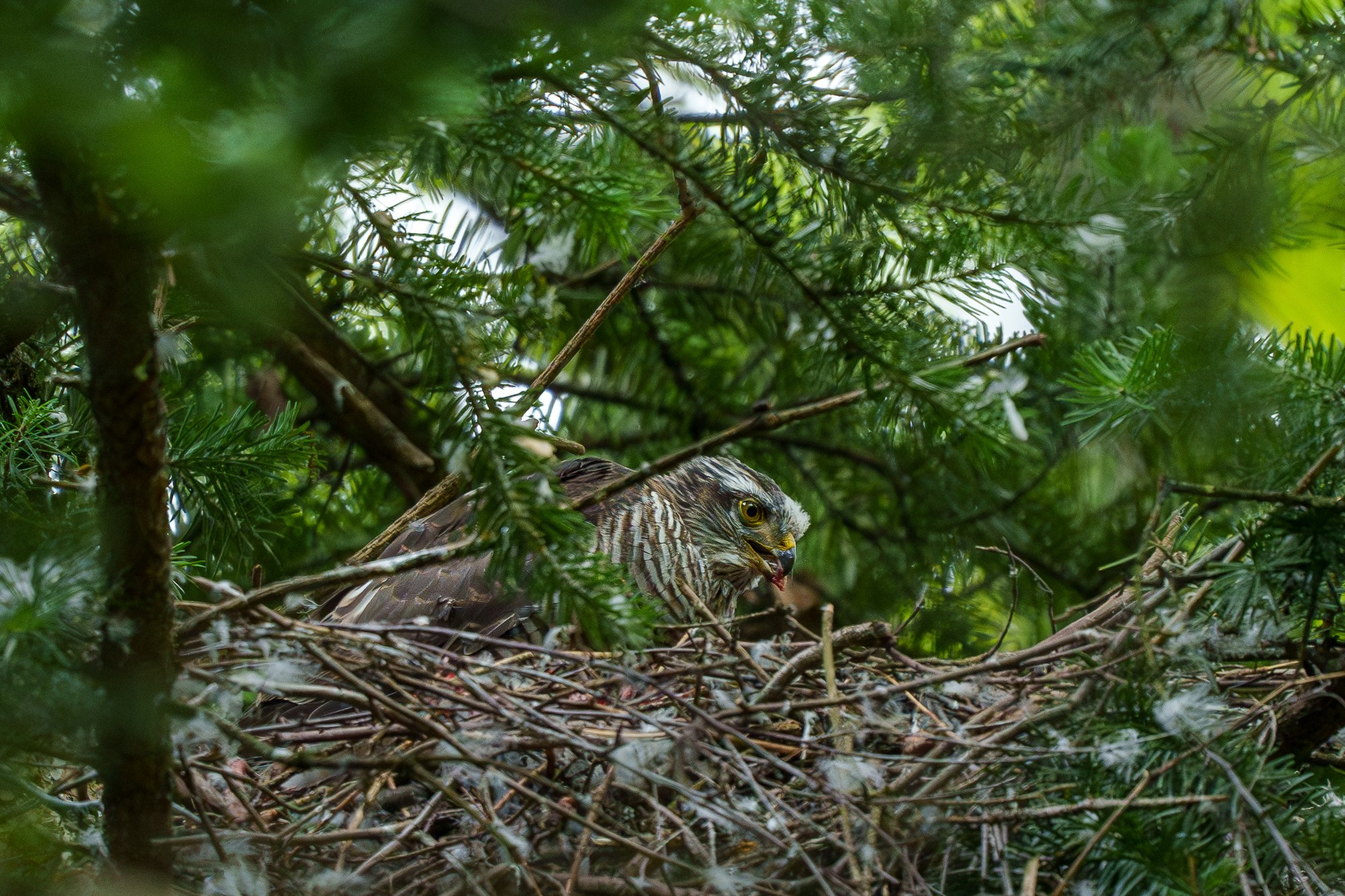 Удивительные мир птиц. Вокруг нас столько прекрасного — присмотритесь!. Ваш личный фотограф Марина Волкова