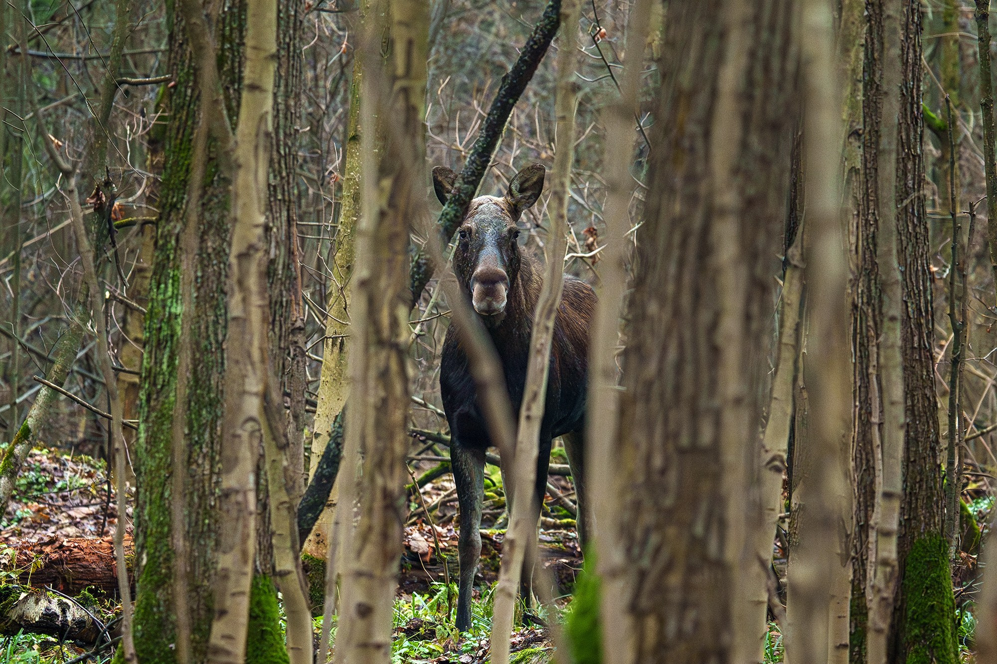 Животные. Ваш личный фотограф Марина Волкова