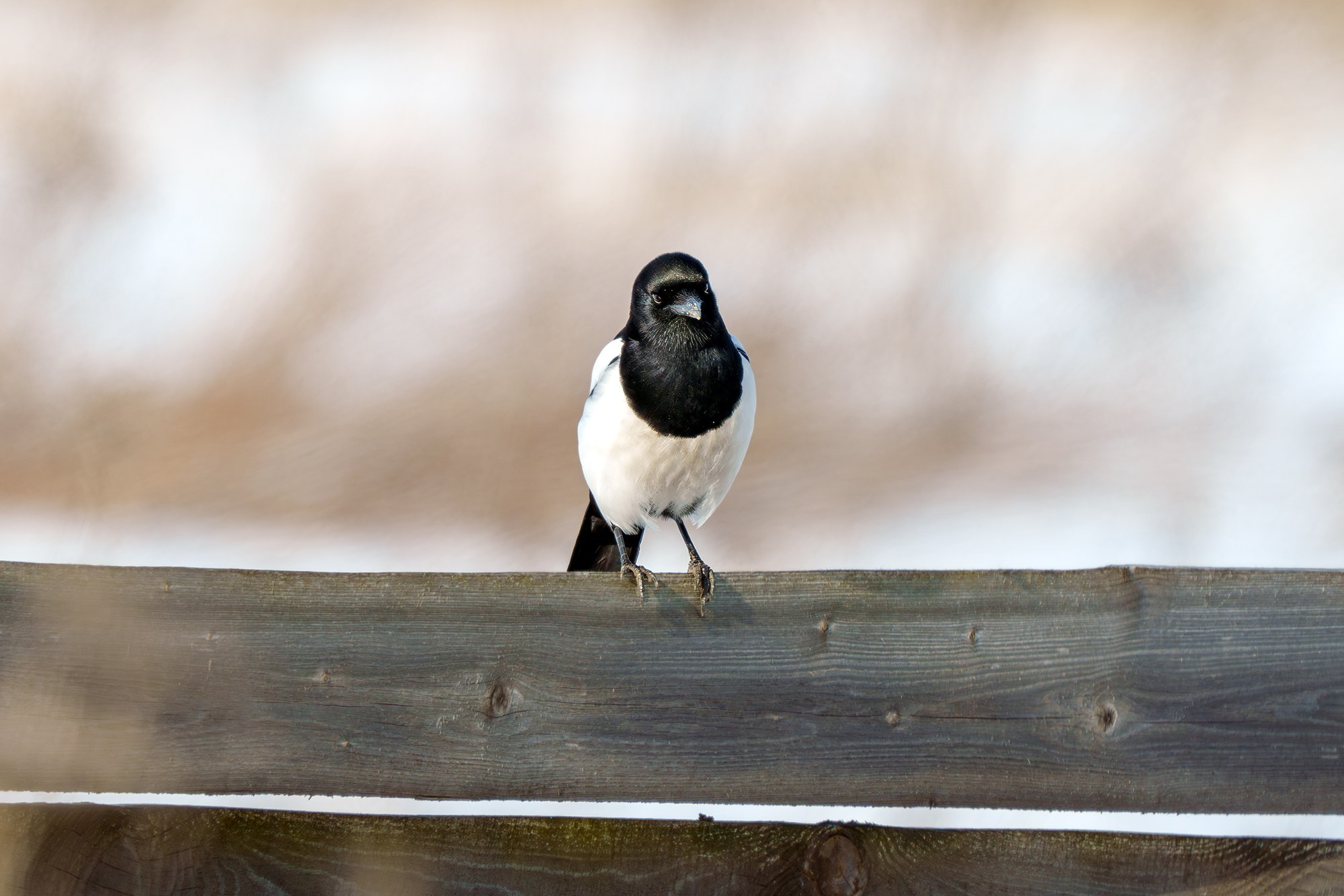 Удивительные мир птиц. Вокруг нас столько прекрасного — присмотритесь!. Ваш личный фотограф Марина Волкова