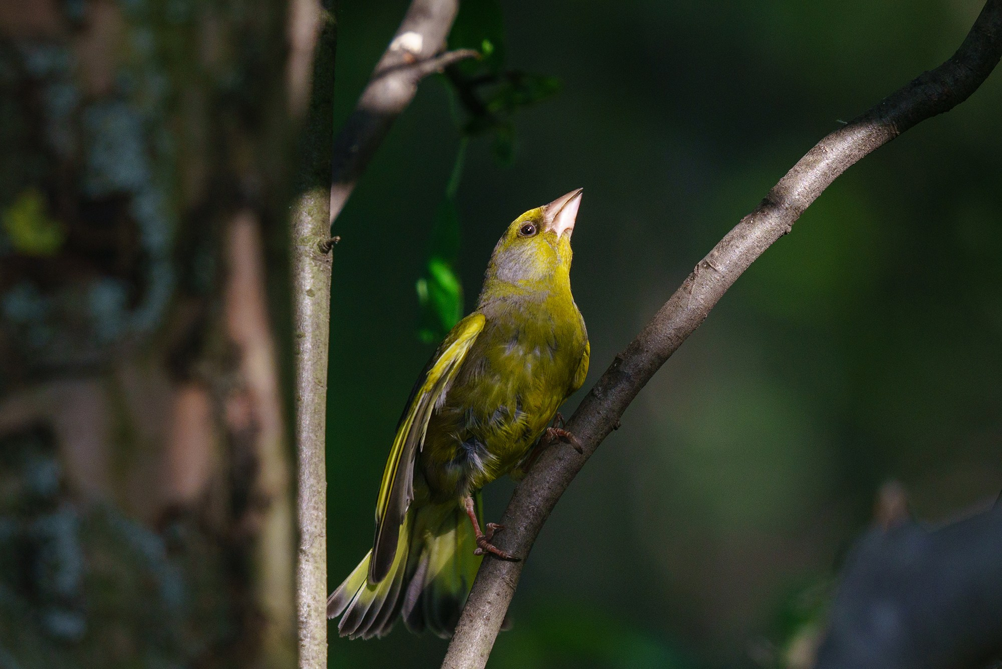 Удивительные мир птиц. Вокруг нас столько прекрасного — присмотритесь!. Ваш личный фотограф Марина Волкова