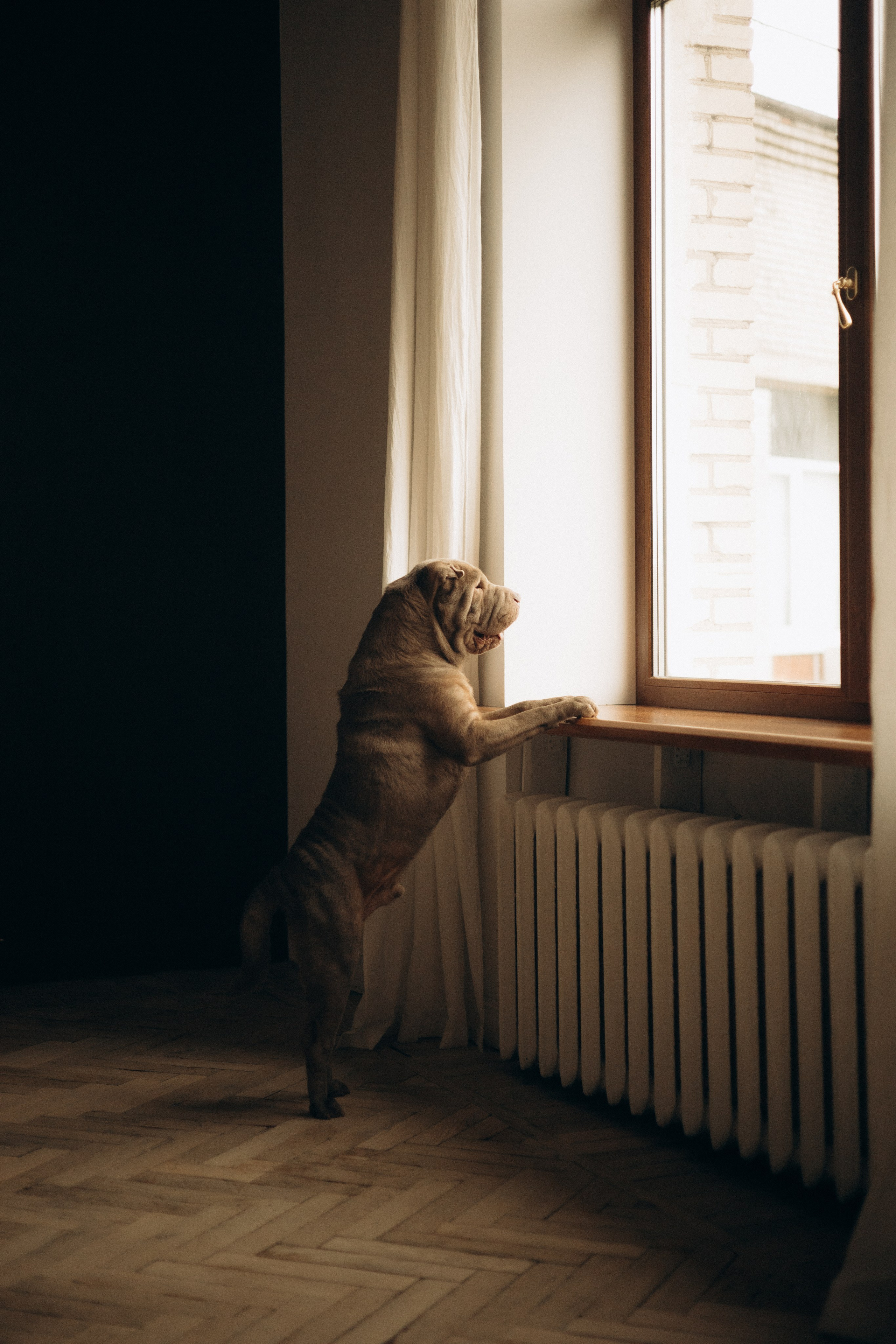 Ульяна & Вагнер. Фотограф — анималист •love-story•|Санкт-Петербург