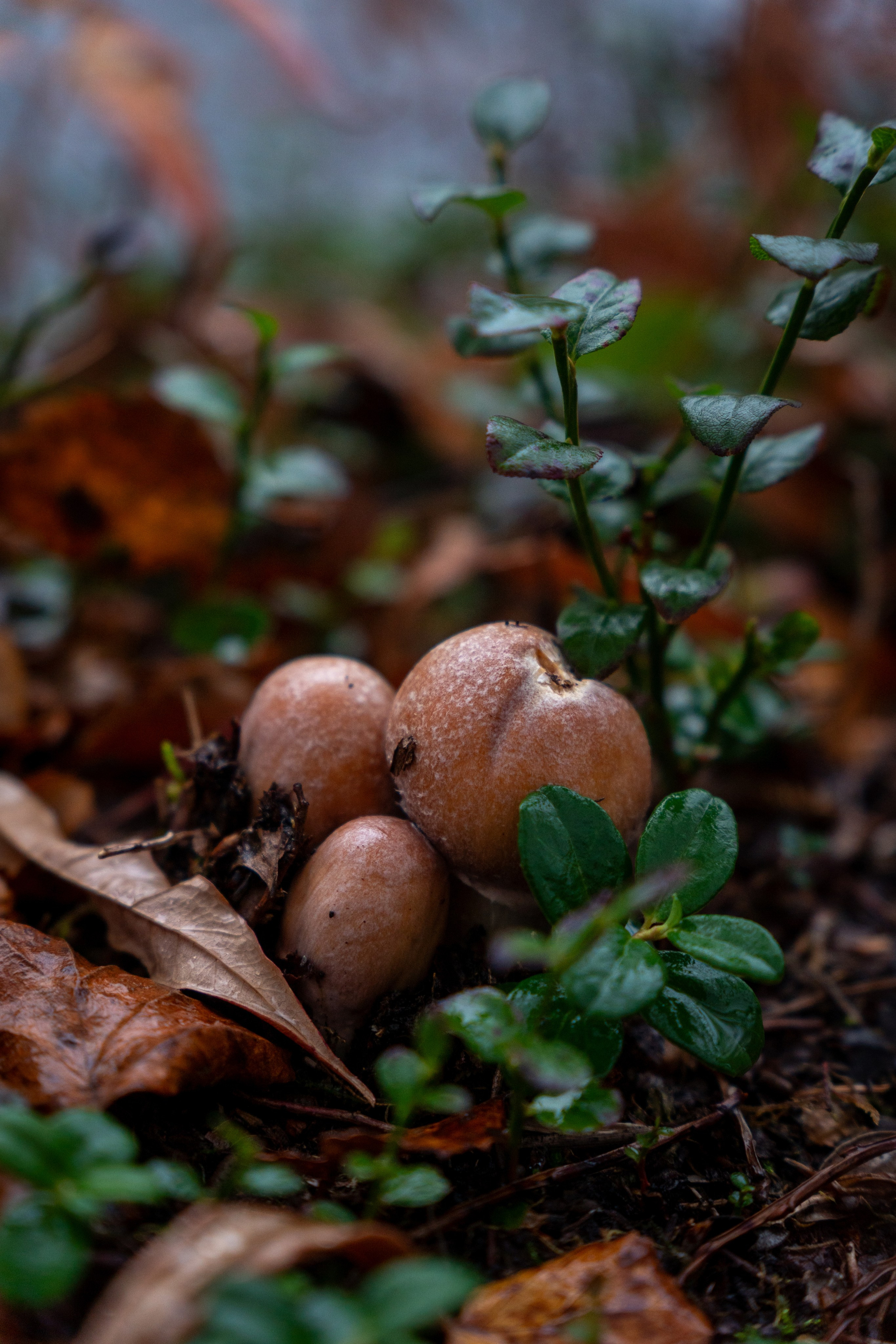 Крупный план + Арт. Daria wanderer photography