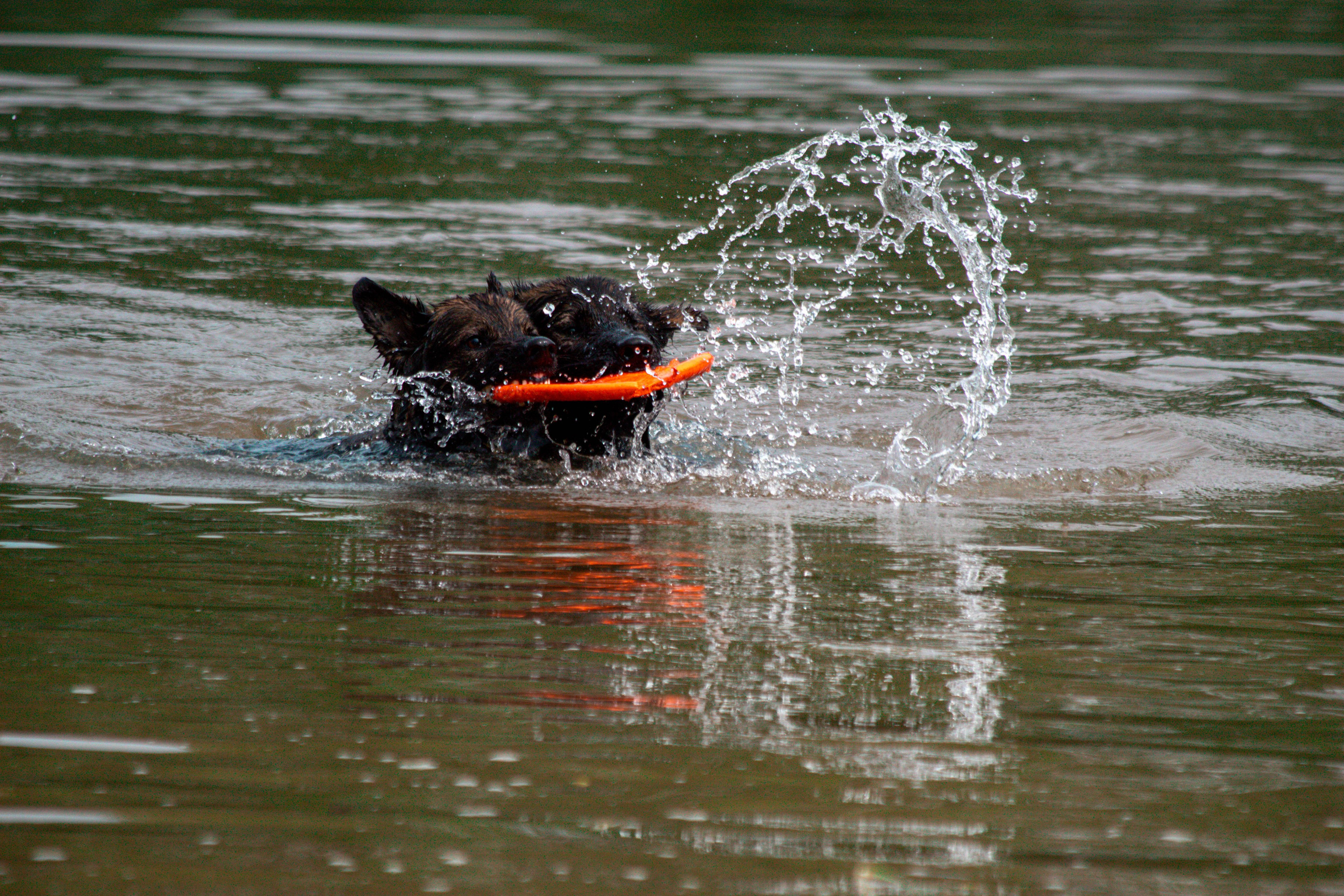 Фотосессии с животными Тула. Фотограф анималист — Тула, Москва