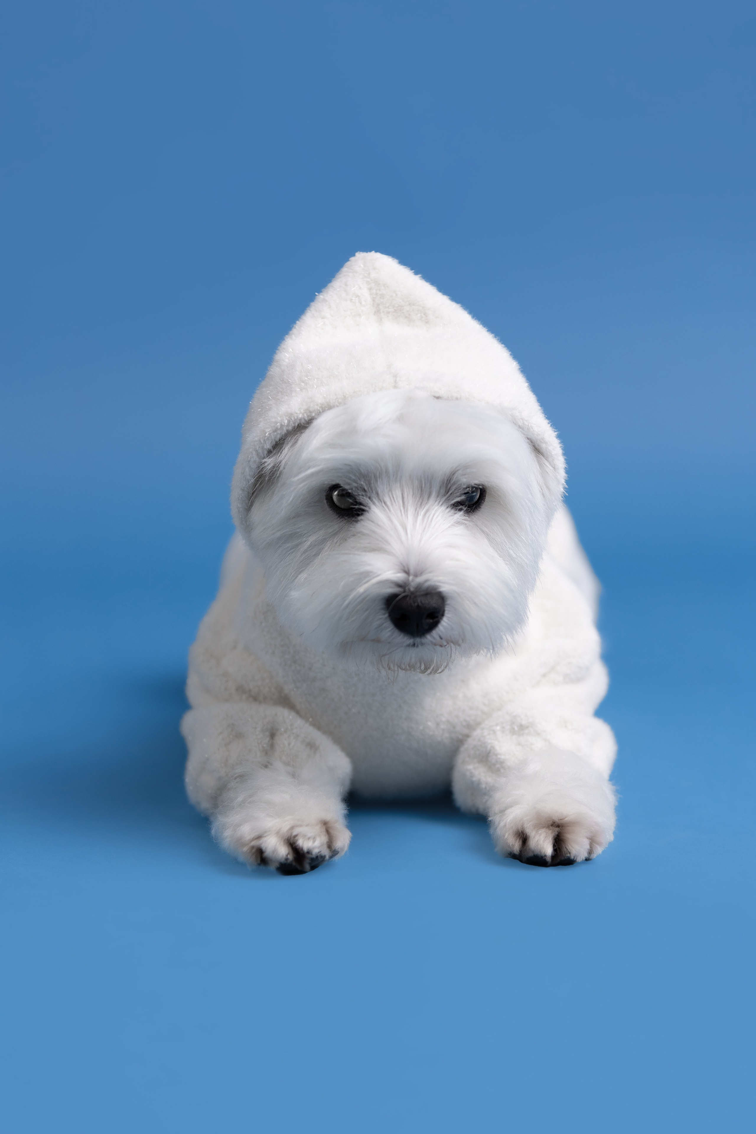 Ханна. Фотограф анималист Кристина Карпова, Москва