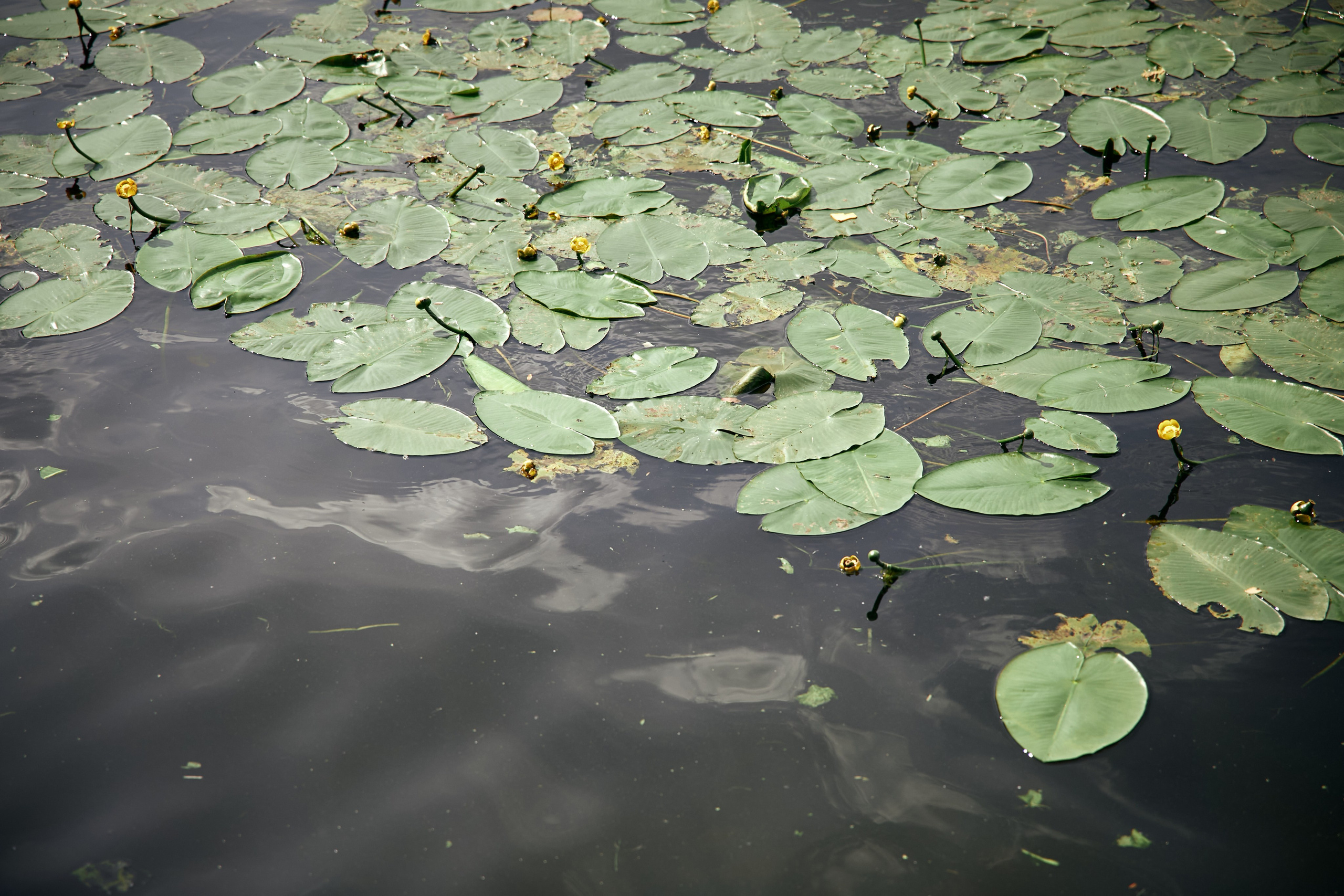 Рома и Ксения. Татьяна Фомичева. Репортажный и светский фотограф в Москве