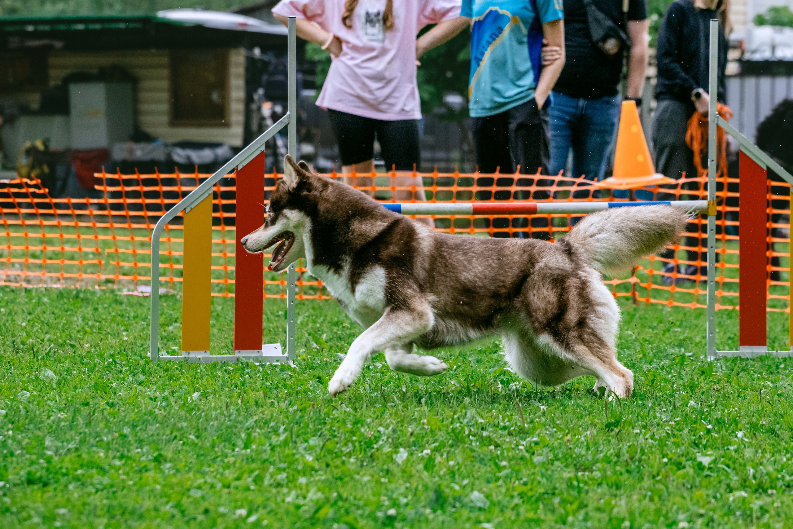 Соревнования по аджилити Долгопрудный 30.06.2025. Фотограф-анималист Татьяна Степанова