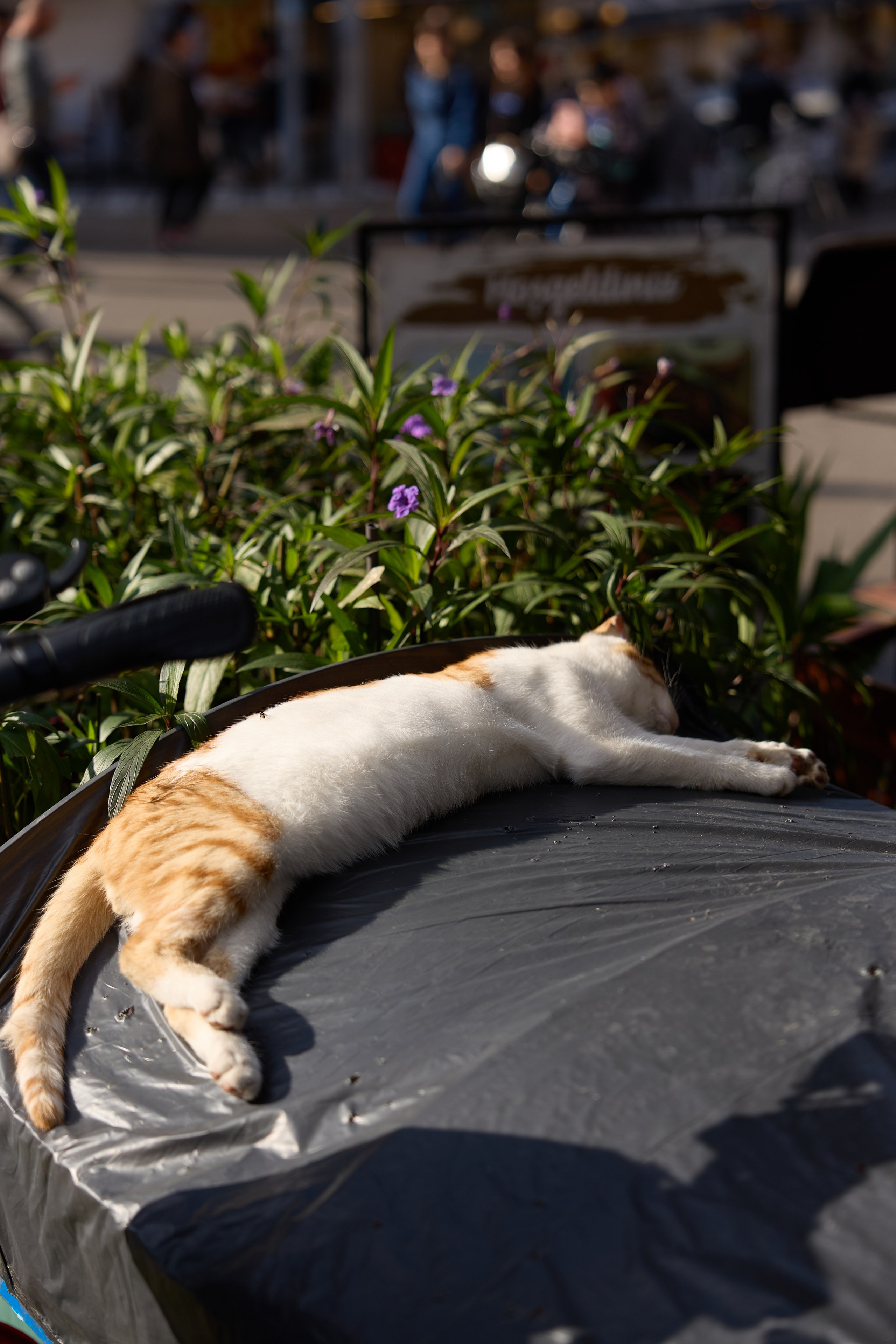 Стамбул 24. Фотограф Москва, Дима Пеллер