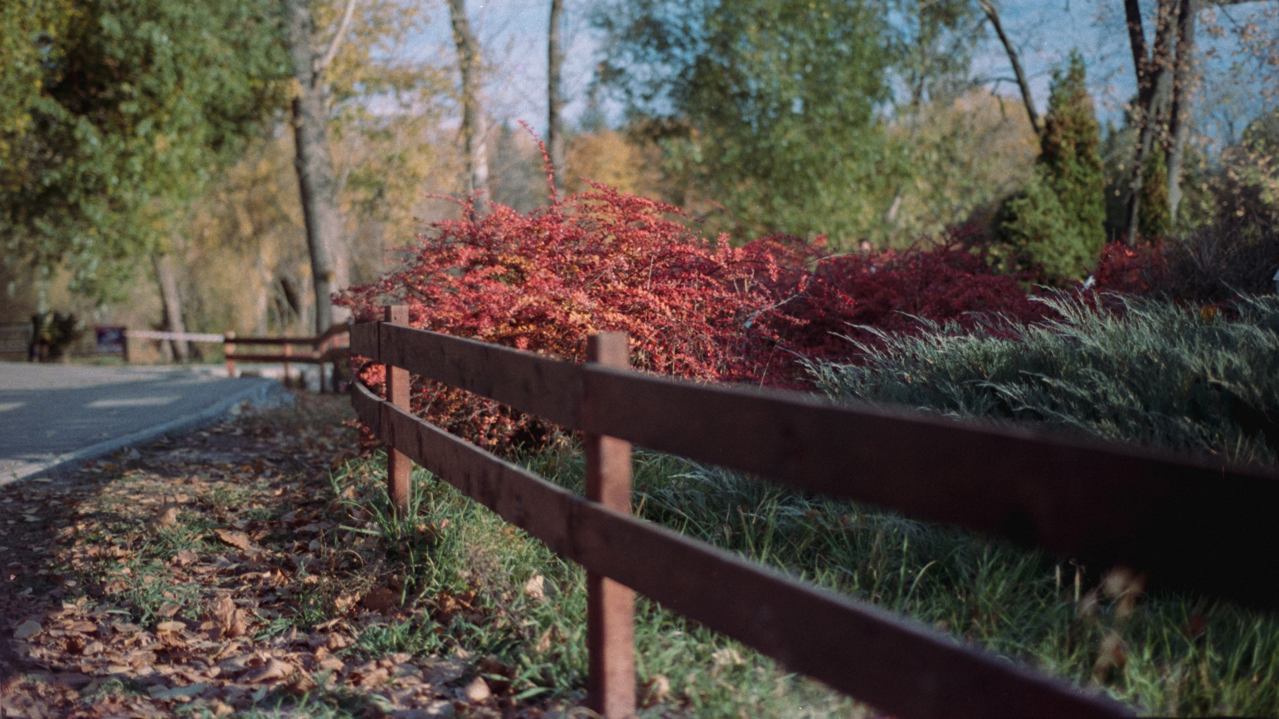 Пленочная история. Дмитрий Пропадалин, Нейрофотография