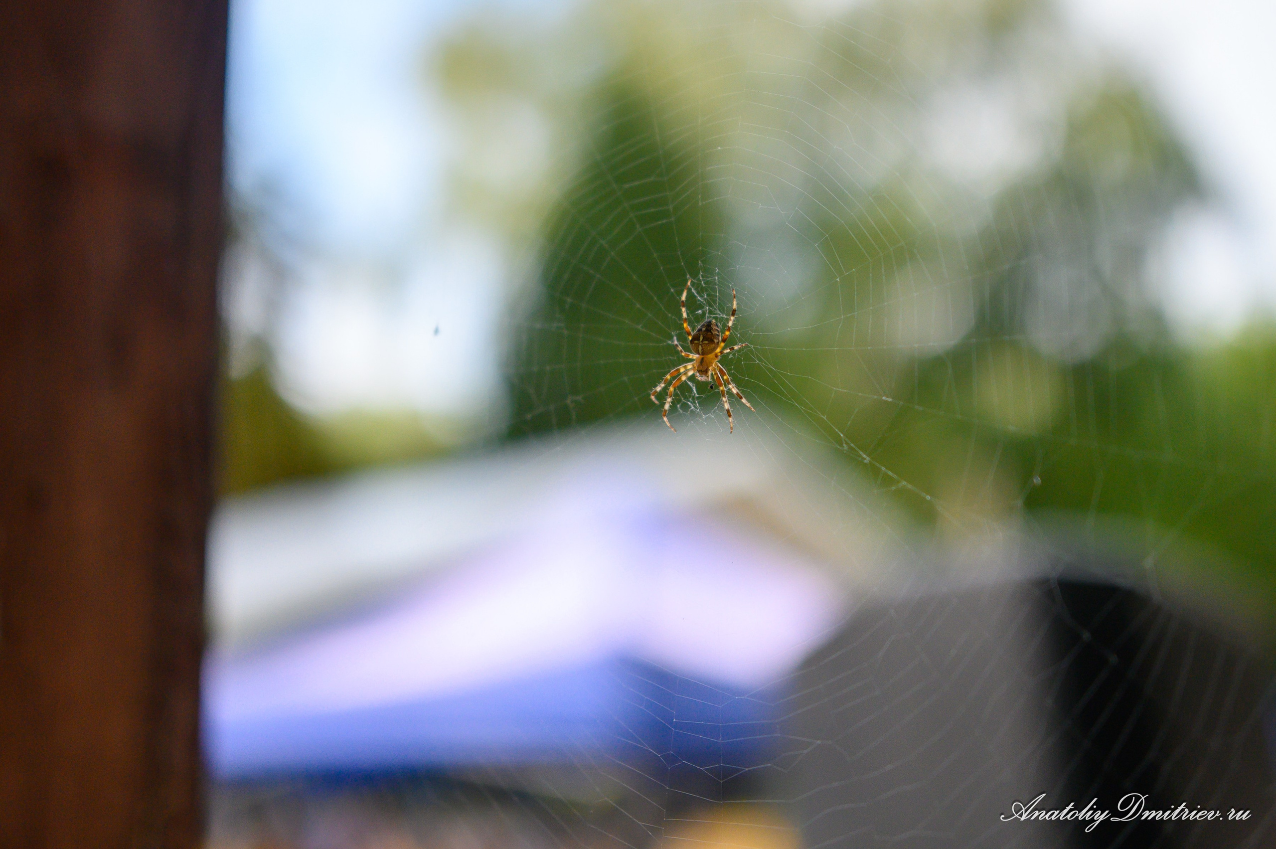 Успенский Крестный ход Калининградской митрополии 29 августа 2025 г. Фотограф  Крещения и Венчания Калининград
