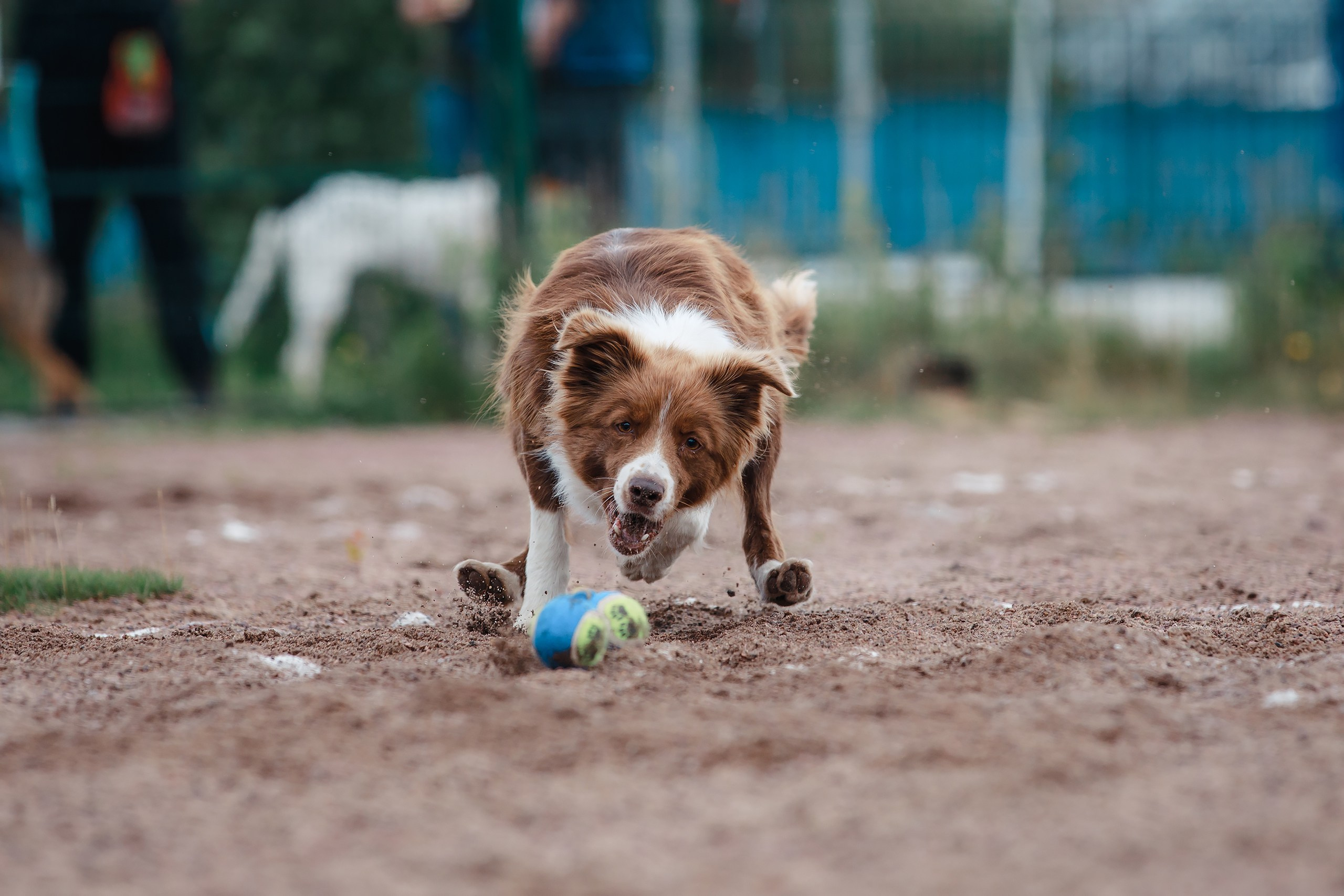 Питч&Гоу + веселые старты. Фотограф-анималист Mary Mart — Москва, Питер
