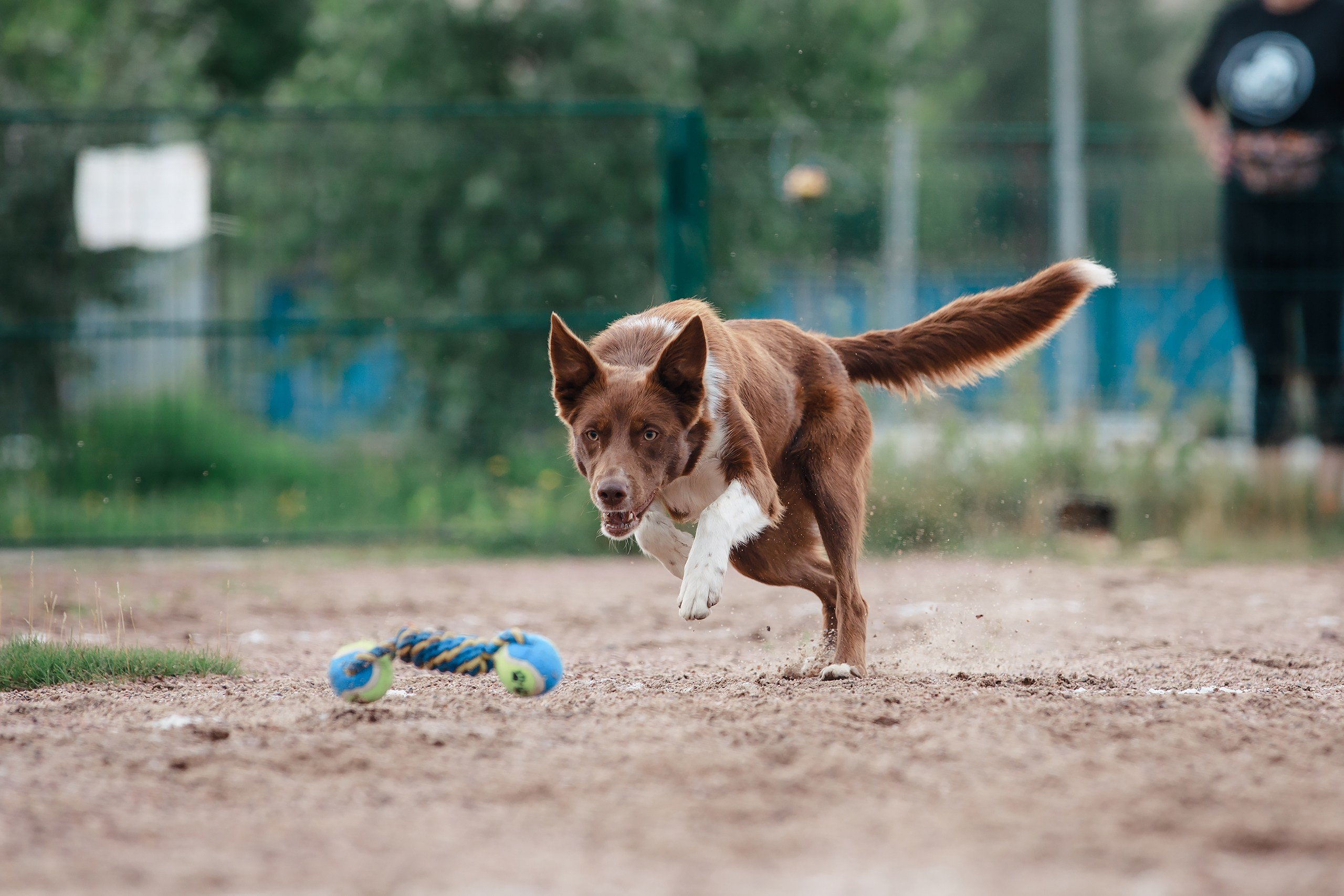 Питч&Гоу + веселые старты. Фотограф-анималист Mary Mart — Москва, Питер