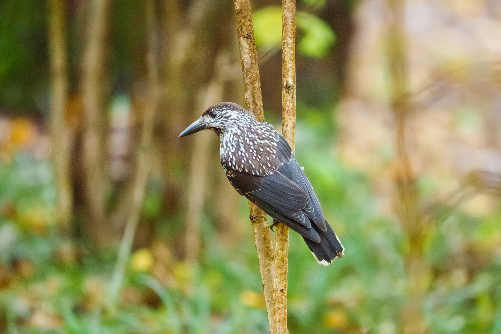 Удивительные мир птиц. Вокруг нас столько прекрасного — присмотритесь!. Ваш личный фотограф Марина Волкова