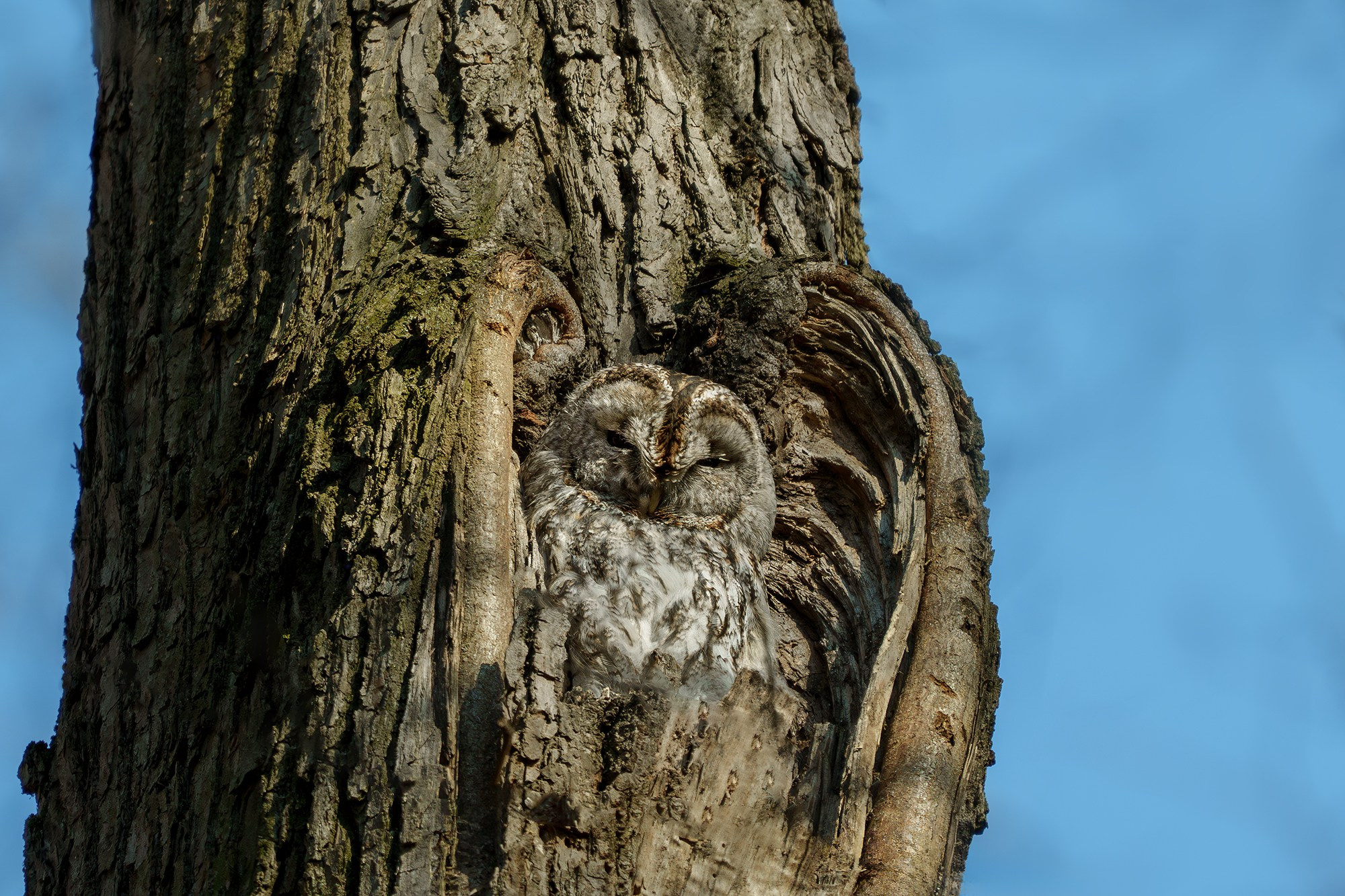 Удивительные мир птиц. Вокруг нас столько прекрасного — присмотритесь!. Ваш личный фотограф Марина Волкова