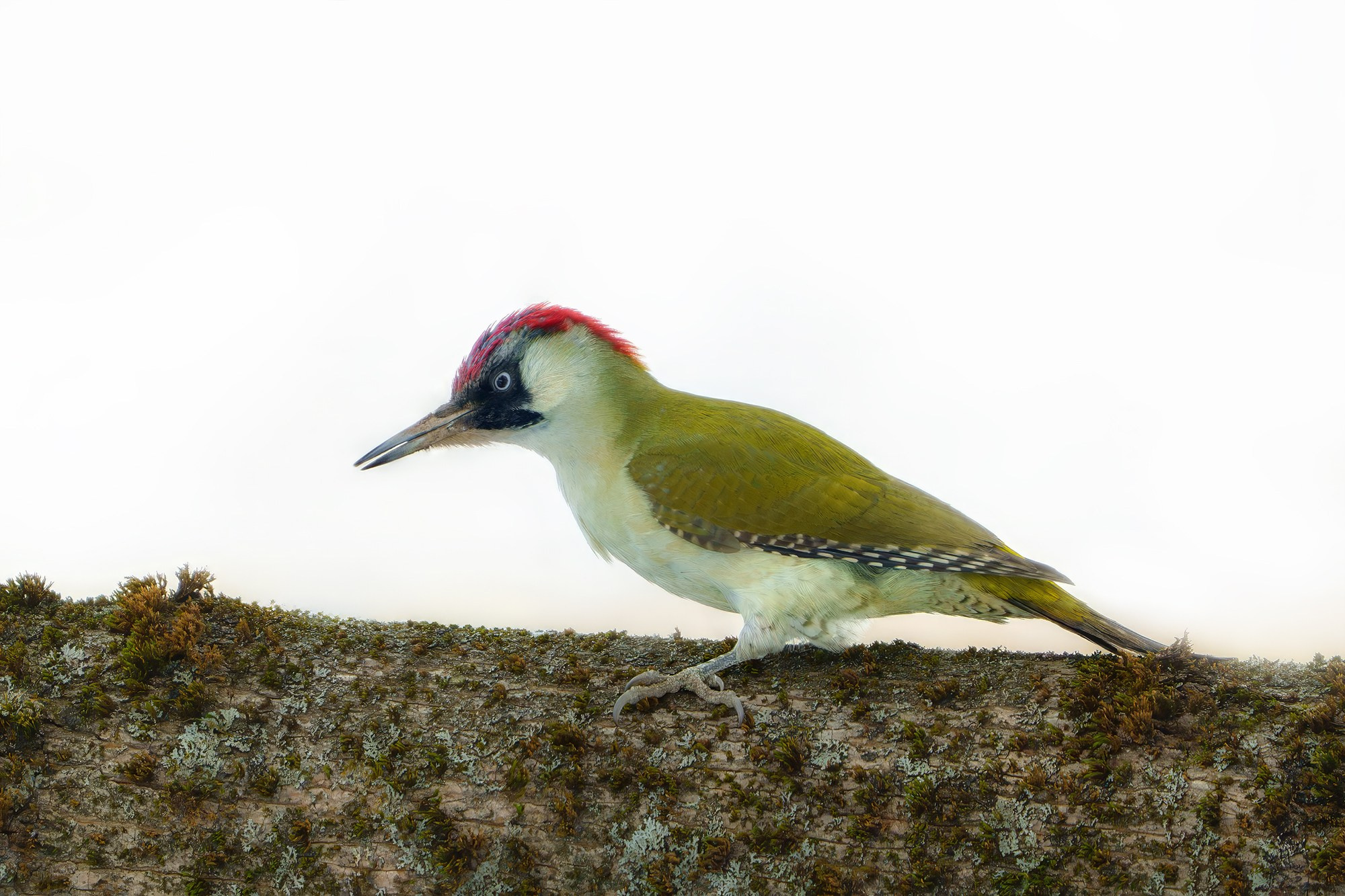 Удивительные мир птиц. Вокруг нас столько прекрасного — присмотритесь!. Ваш личный фотограф Марина Волкова