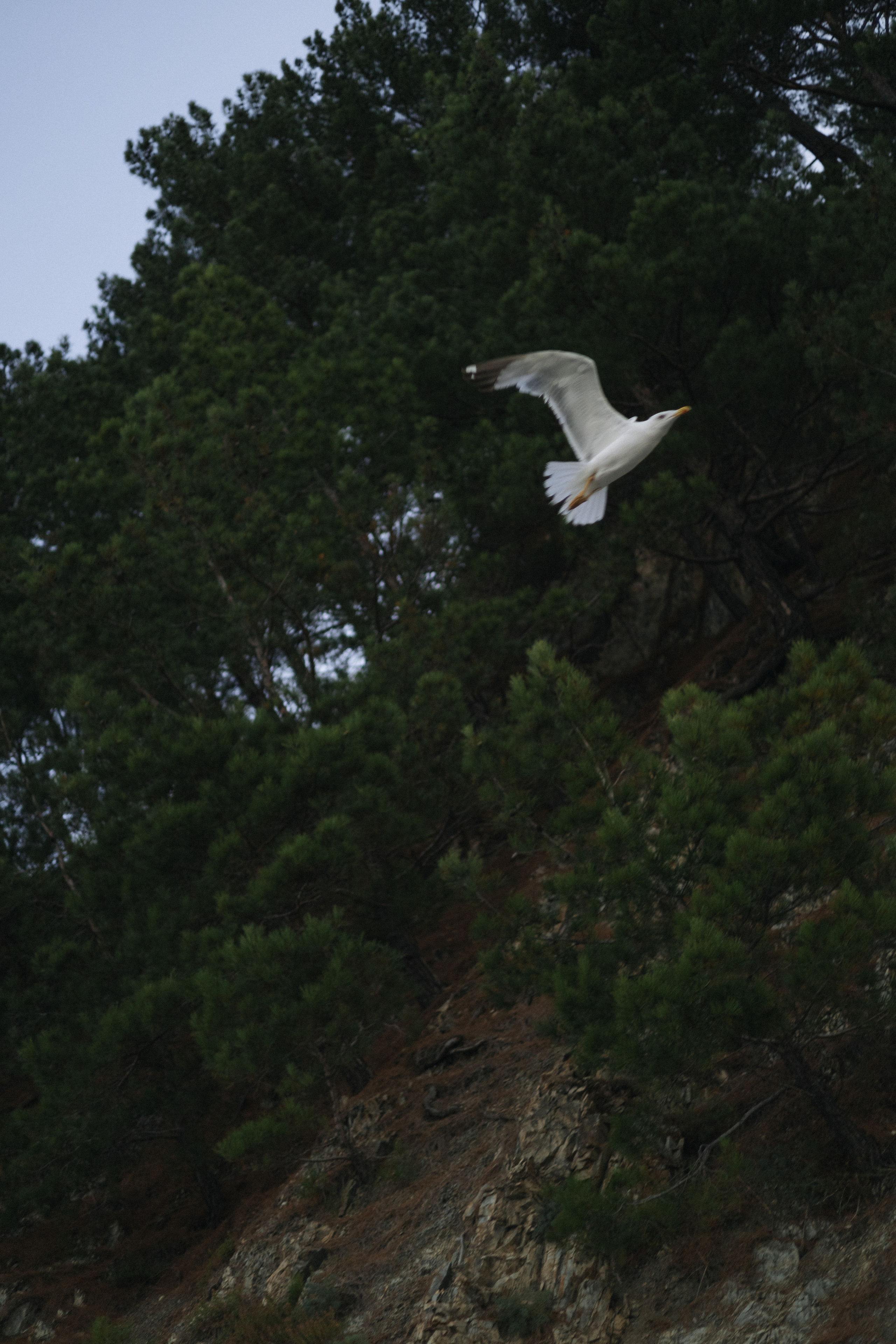Полина. Семейный и свадебный фотограф в Краснодаре Елизавета Замаева
