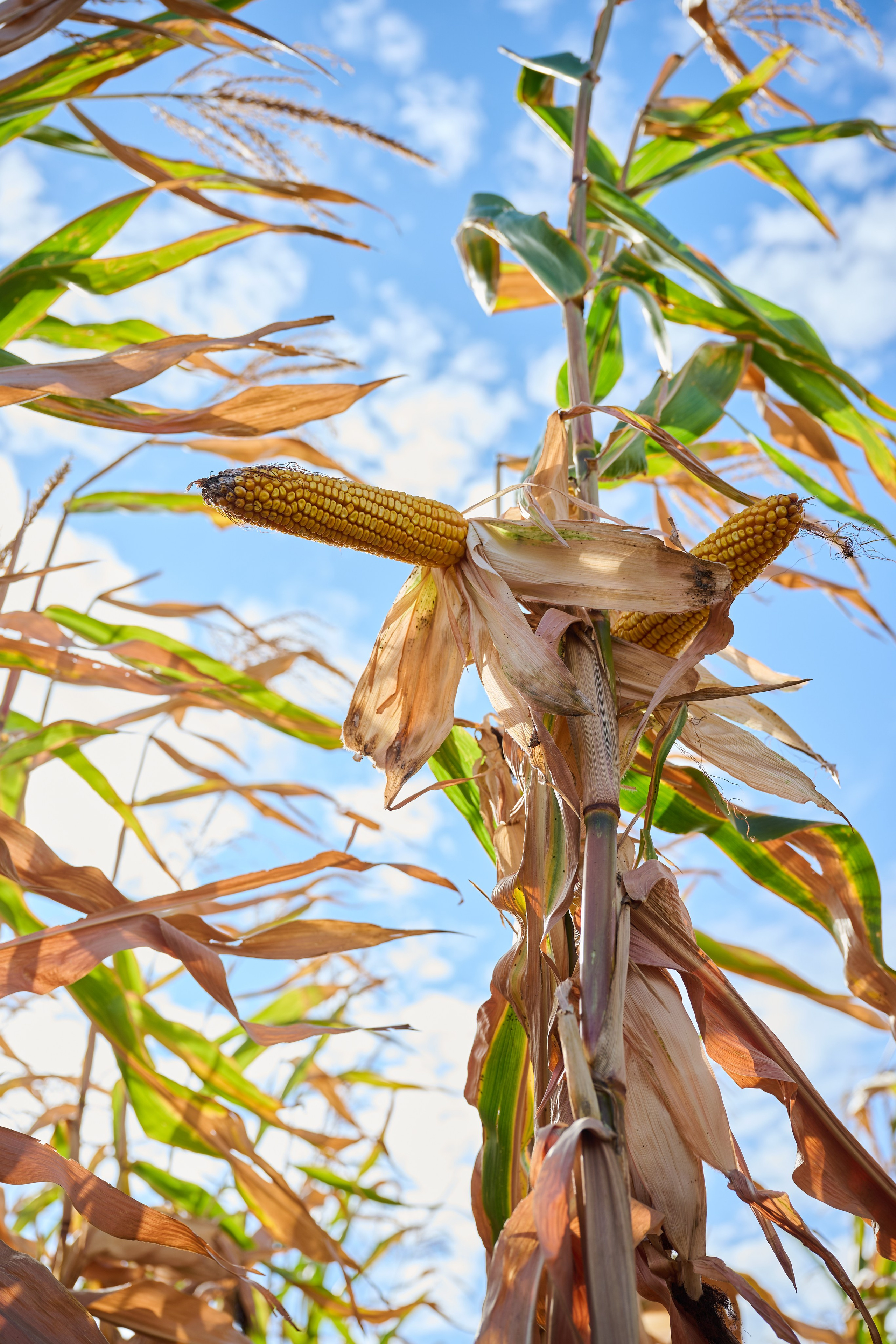 Самарский День поля 2025. Фотограф в Самаре