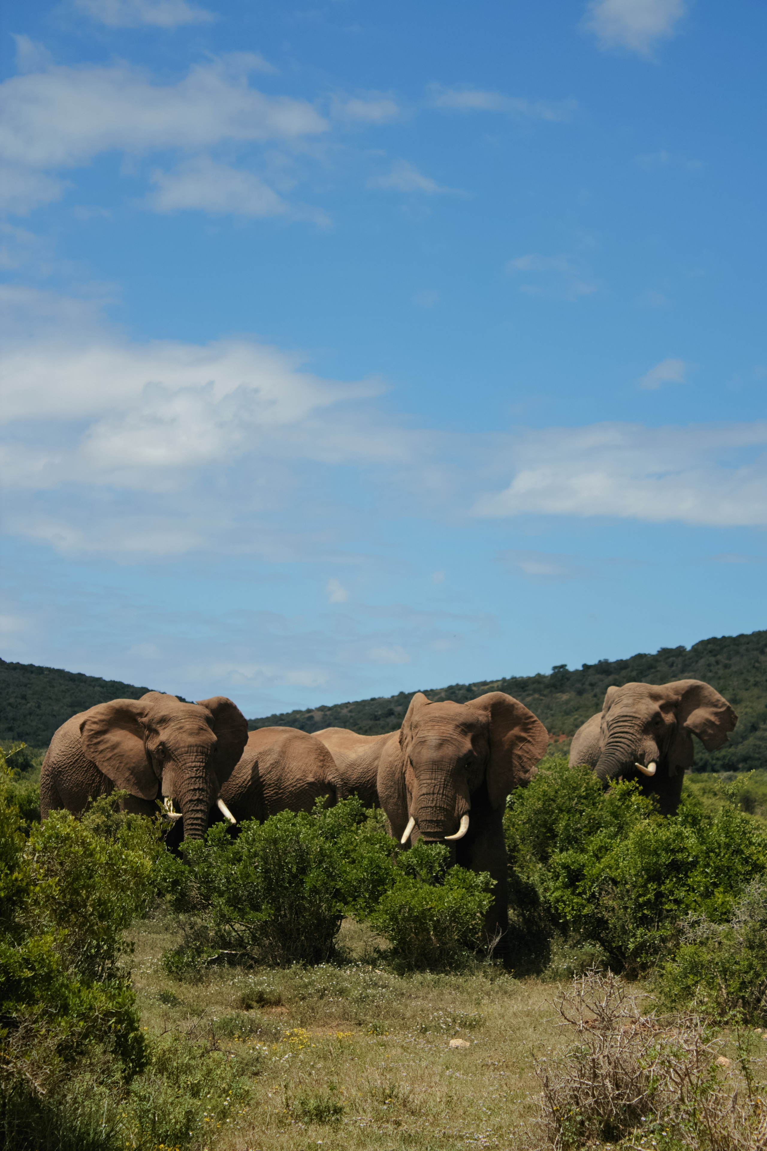 ЮАР. Профессиональный Фотограф во Владимире, в Москве и в Суздале — Полина Романычева