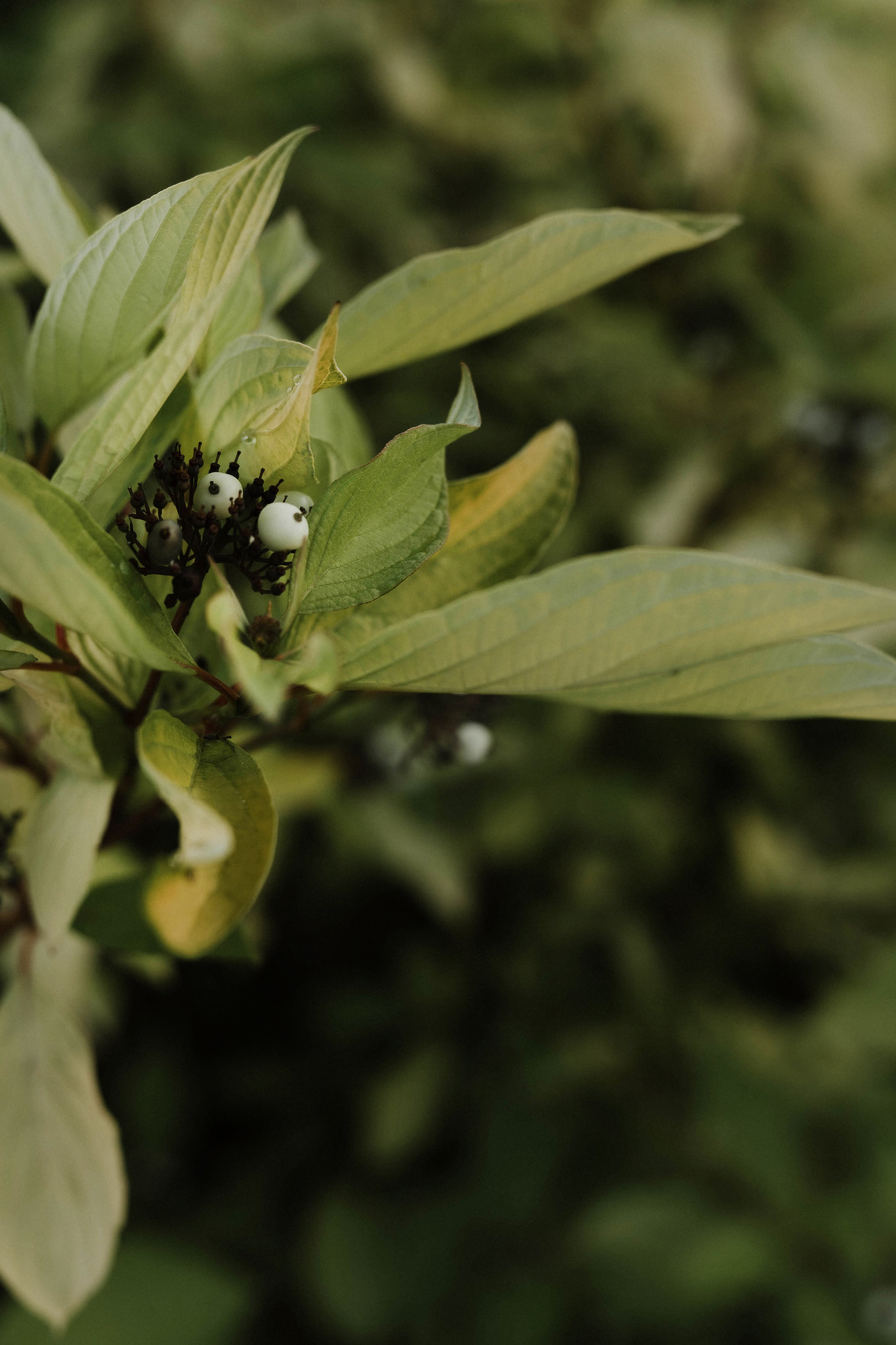 Семейные истории. ФОТОГРАФ КСЕНИЯ СОСНОВСКАЯ