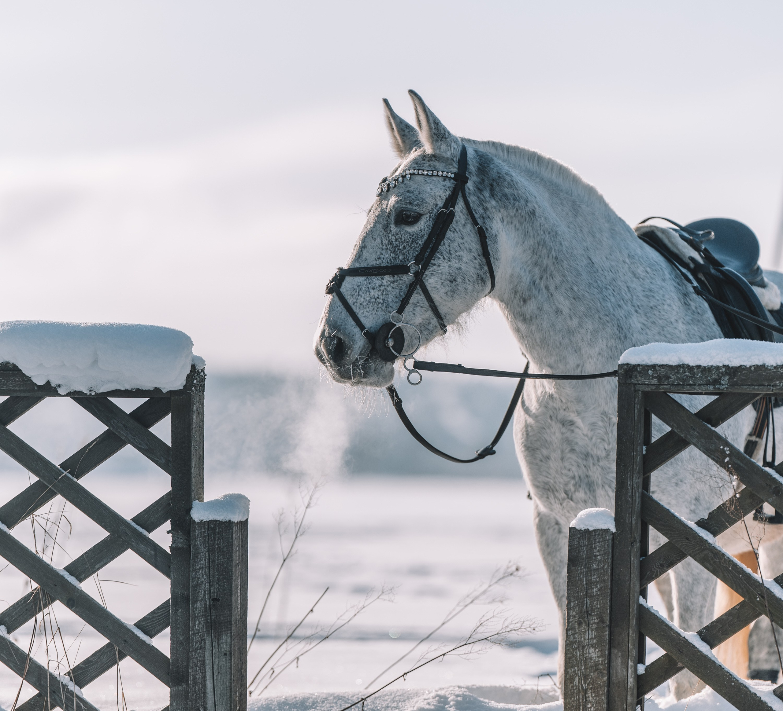 Аренда лошадей для фотосессии в Петрозаводске. Фотограф Варвара Ермоленко