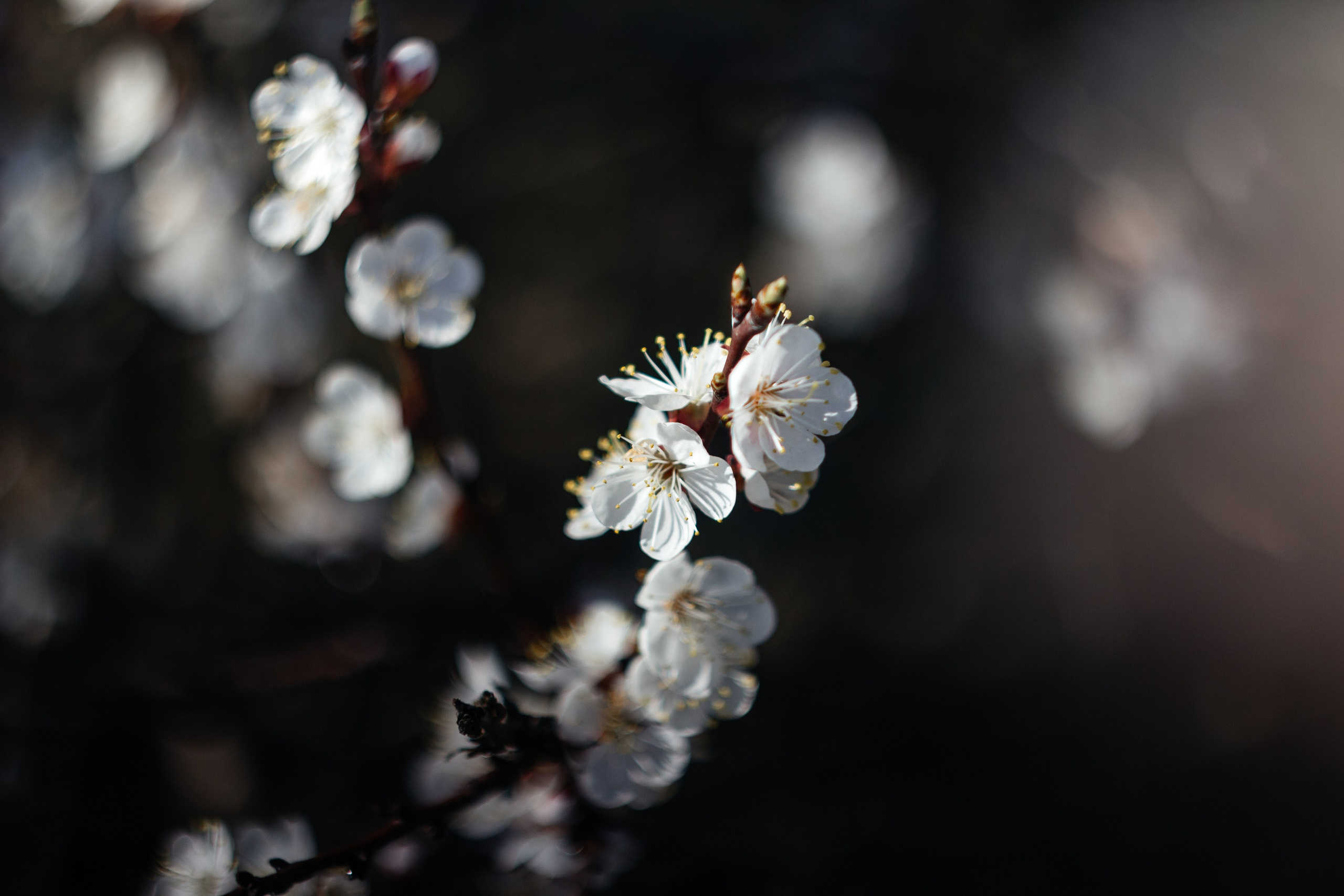 Helios. Photographer Mary Matveenko