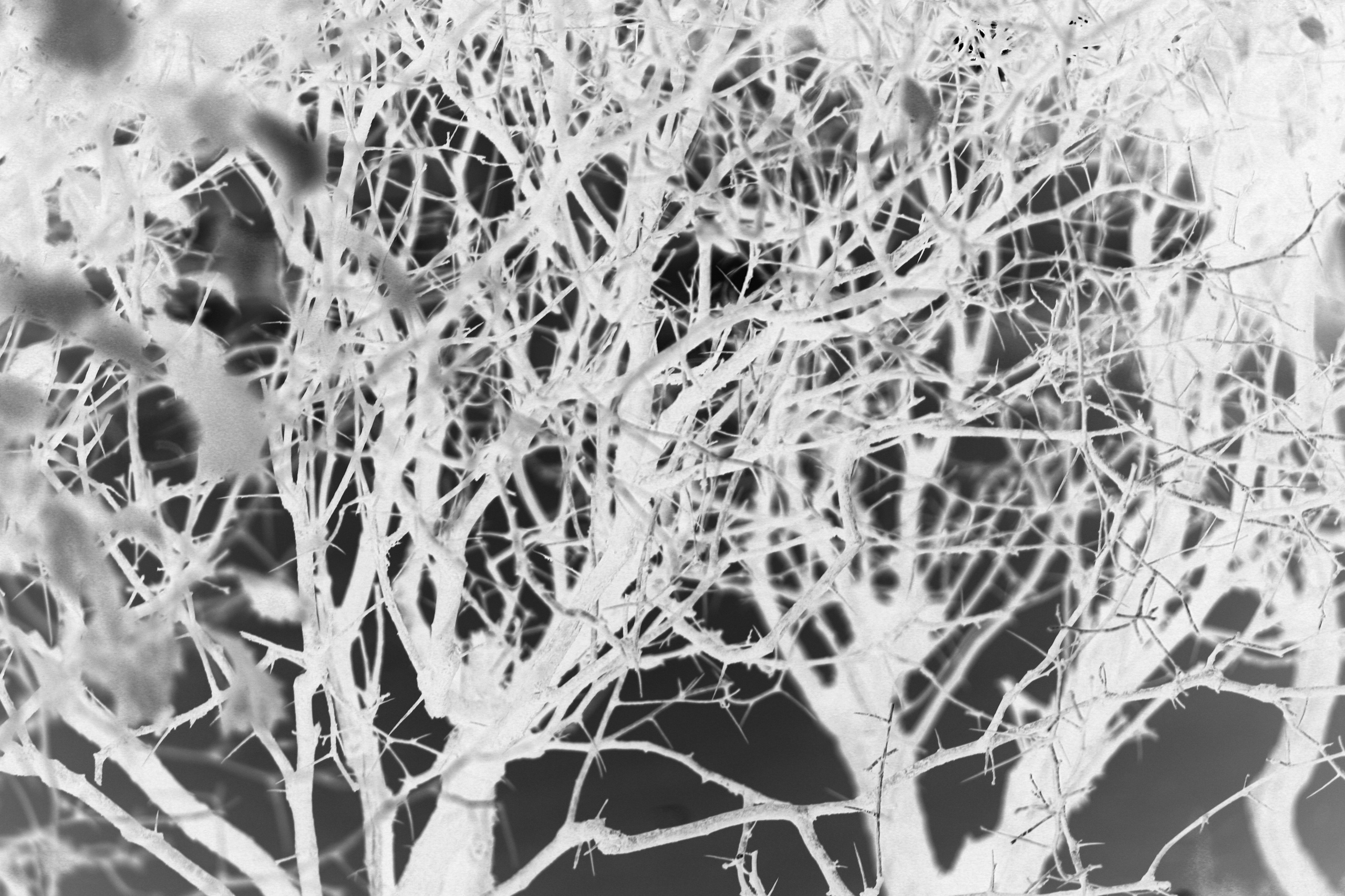 Наталья Алаторцева