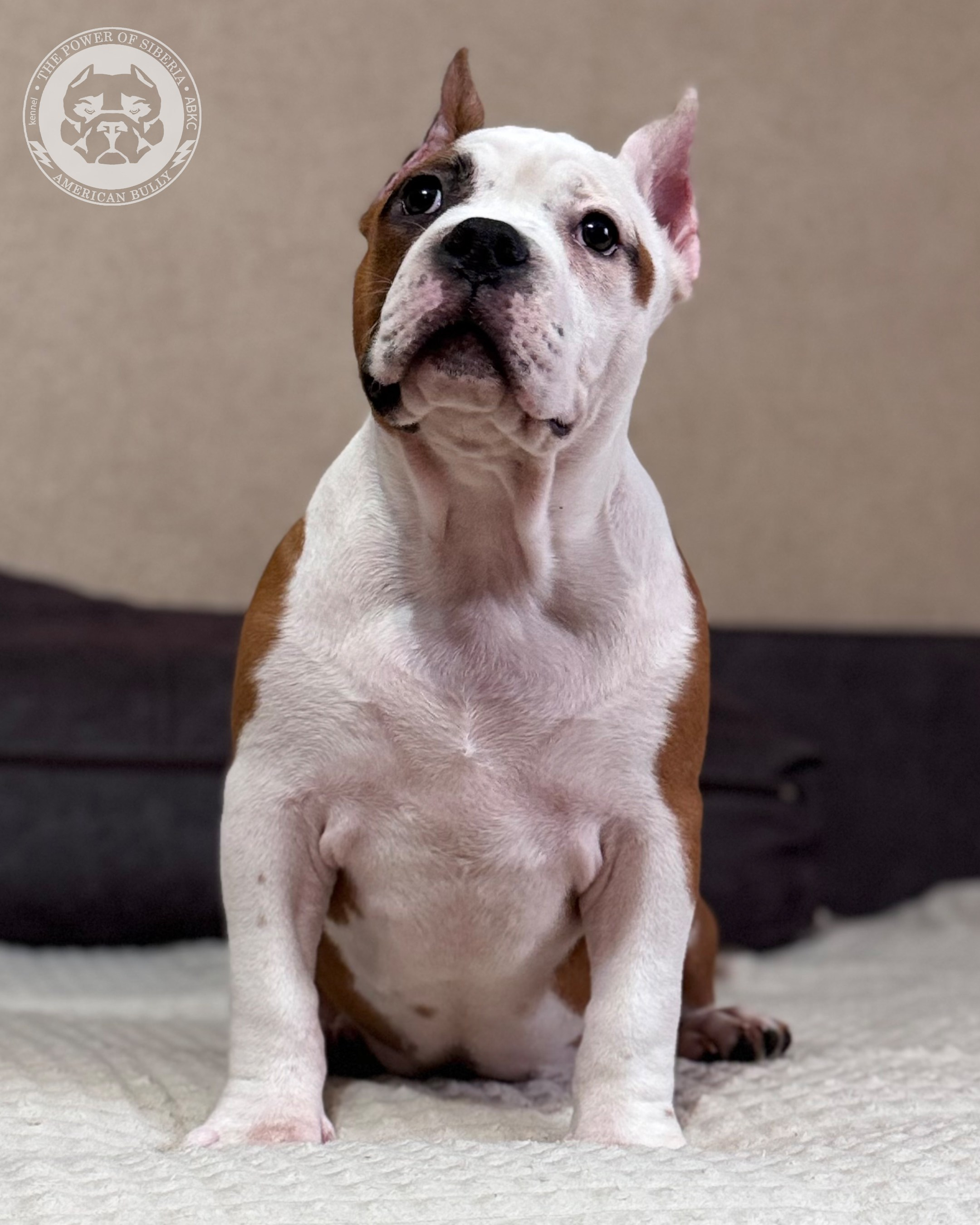 13.12.25-Мия-Турук. Американский Булли в г. Ростов-на-Дону. Питомник THE POWER OF SIBERIA