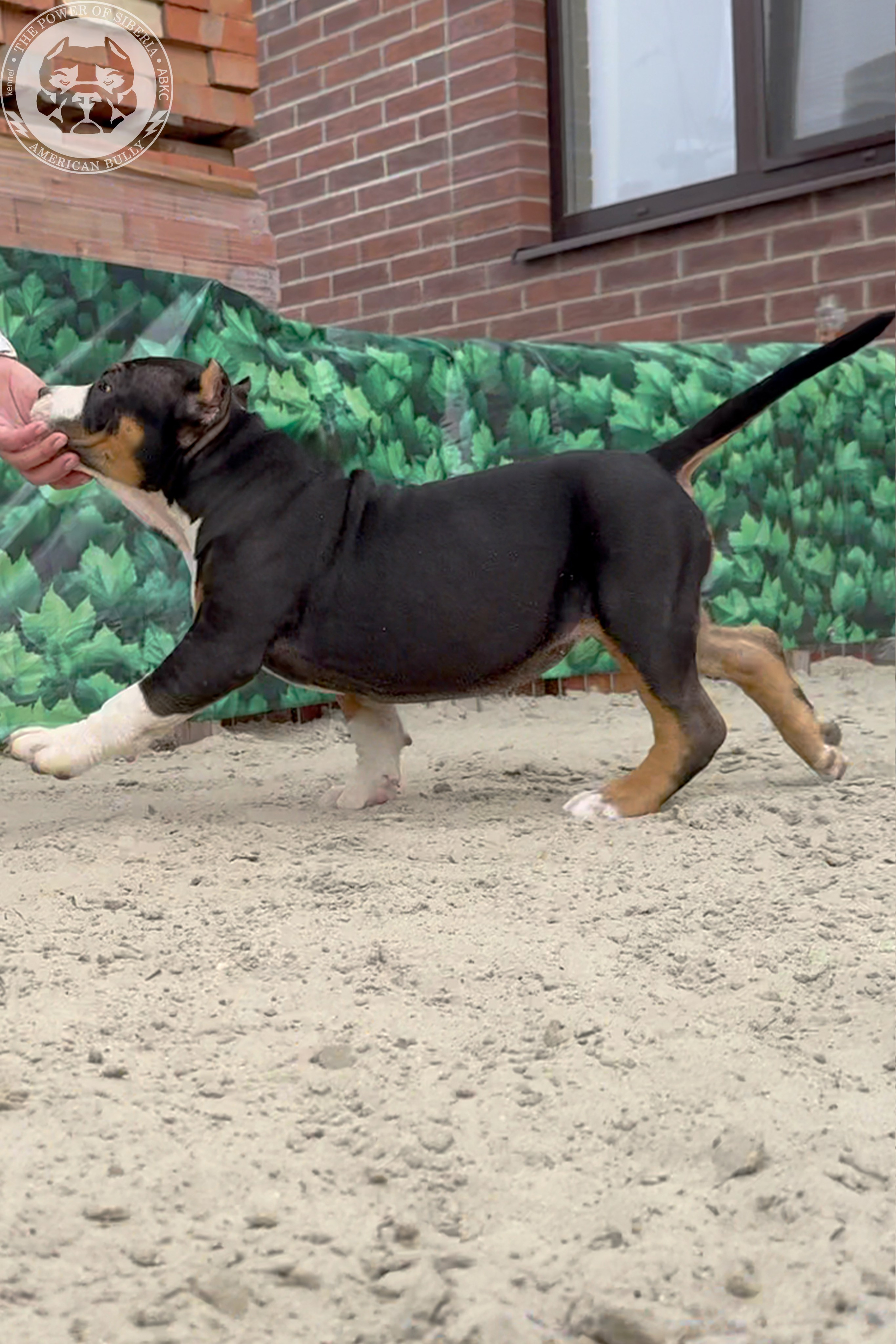Свободные щенки Американский Булли, в типах покет, классик, стандарт. Американский Булли в г. Ростов-на-Дону. Питомник THE POWER OF SIBERIA