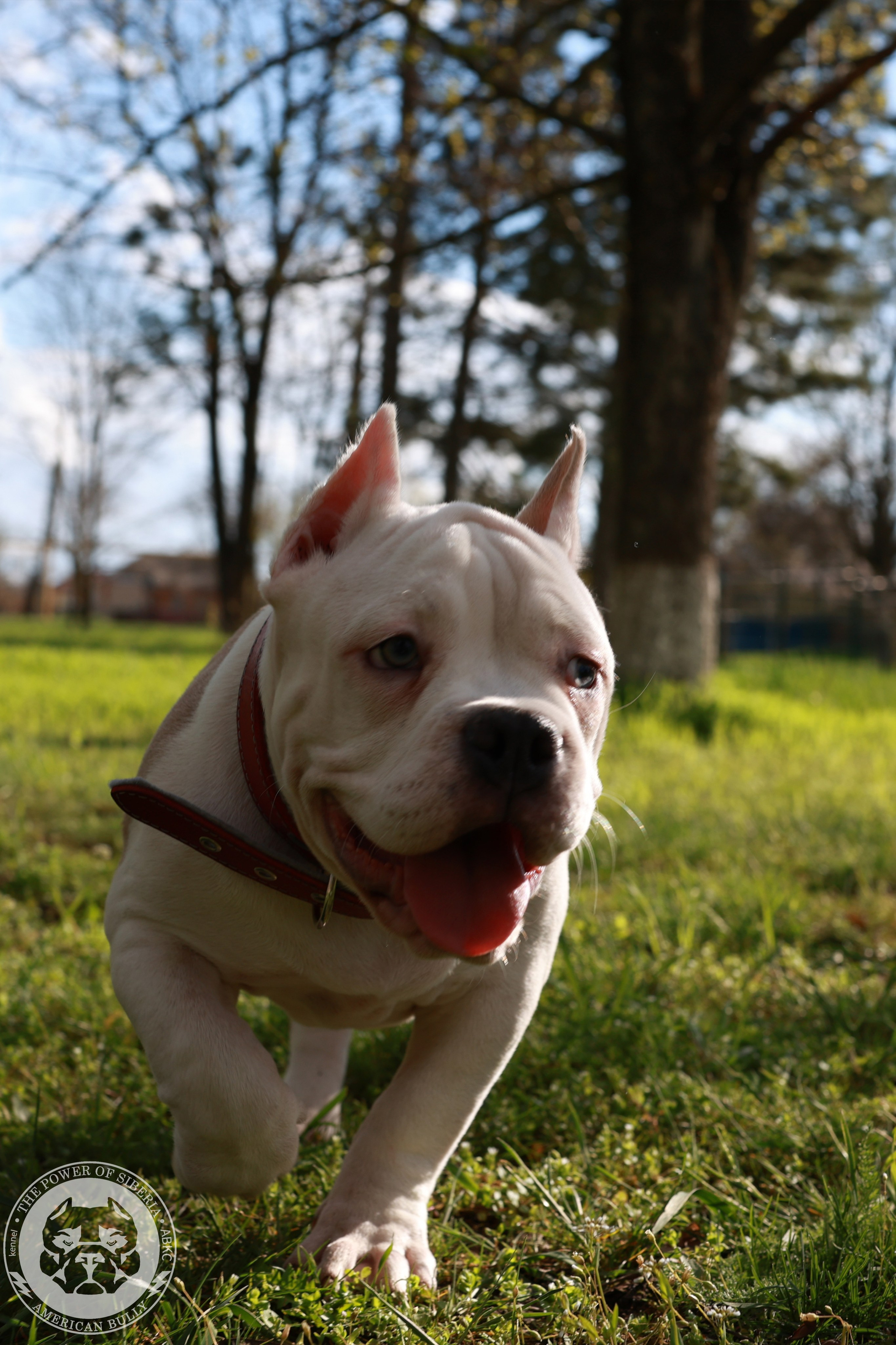 Свободные щенки Американский Булли, в типах покет, классик, стандарт. Американский Булли в г. Ростов-на-Дону. Питомник THE POWER OF SIBERIA