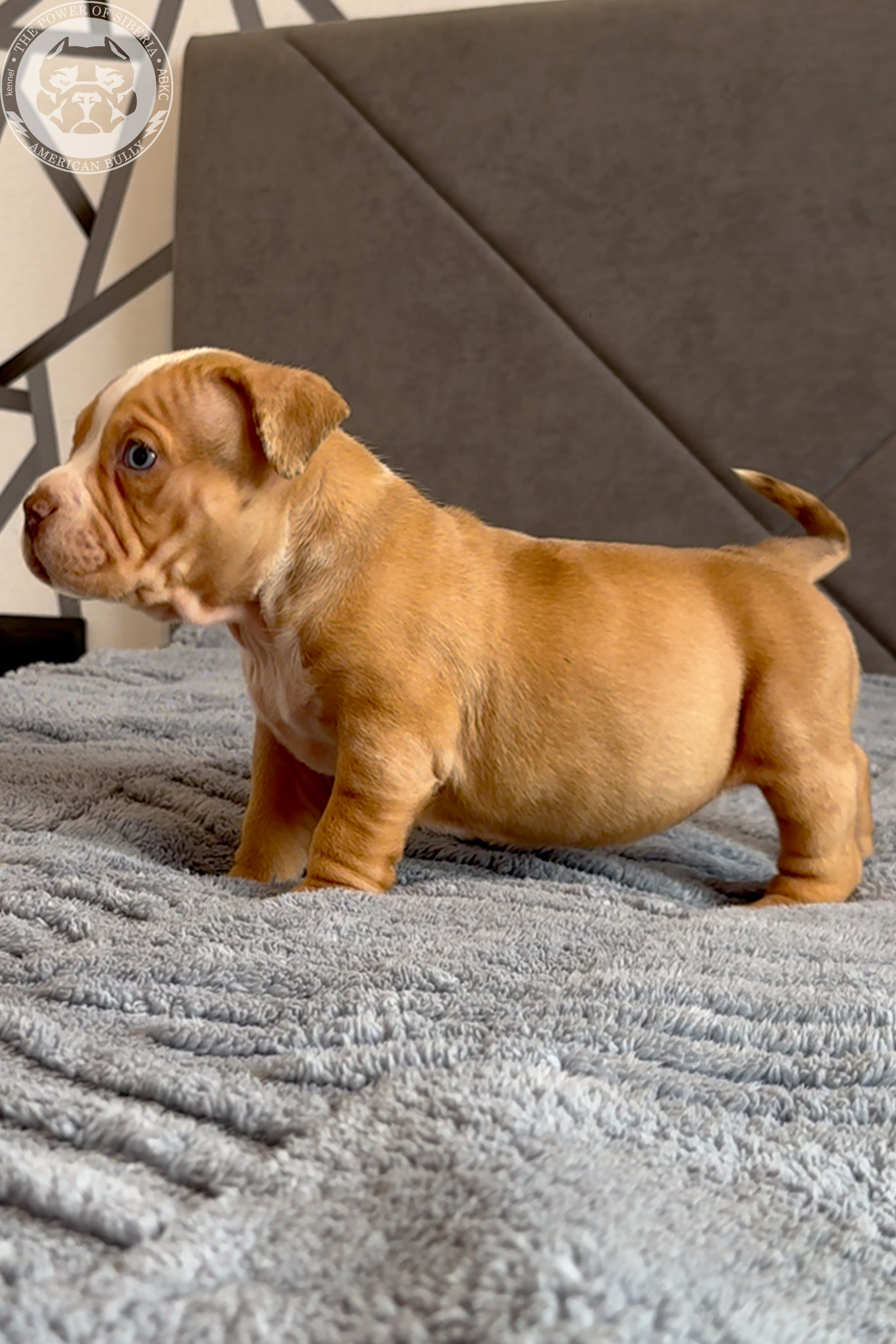 Свободные щенки Американский Булли, в типах покет, классик, стандарт. Американский Булли в г. Ростов-на-Дону. Питомник THE POWER OF SIBERIA