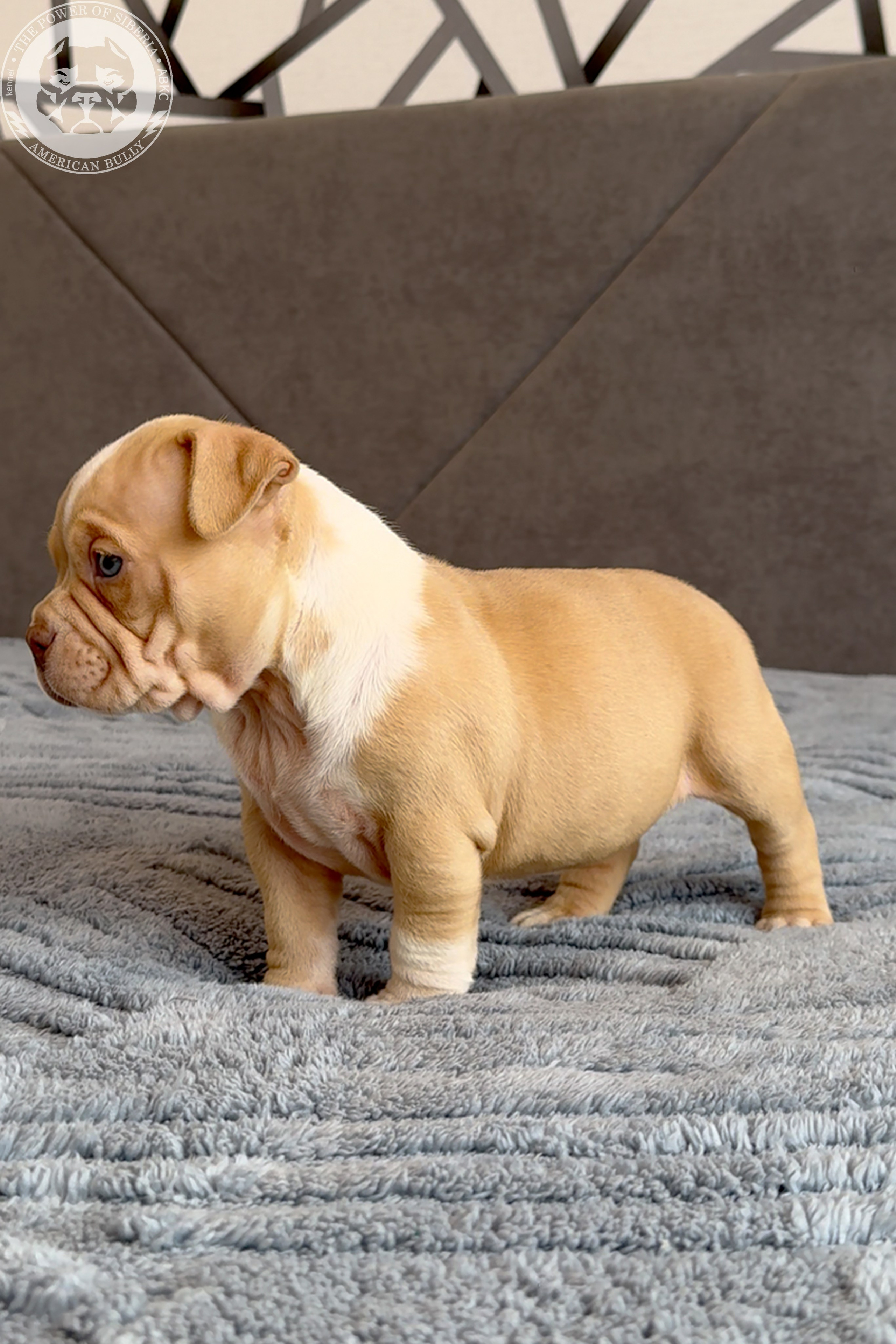 Свободные щенки Американский Булли, в типах покет, классик, стандарт. Американский Булли в г. Ростов-на-Дону. Питомник THE POWER OF SIBERIA